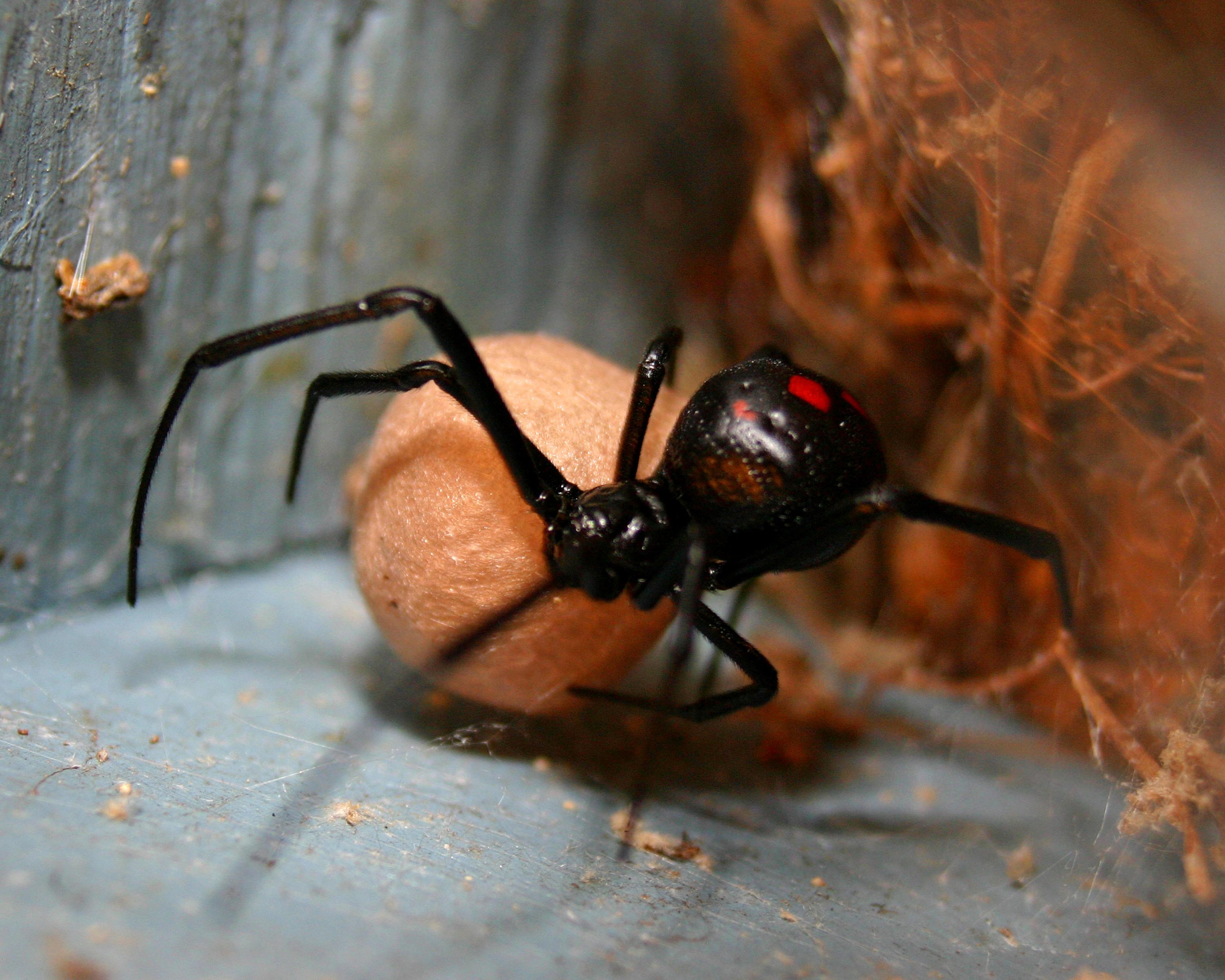 Black Widow with egg sack [3000x2400] [OC] MacroPorn