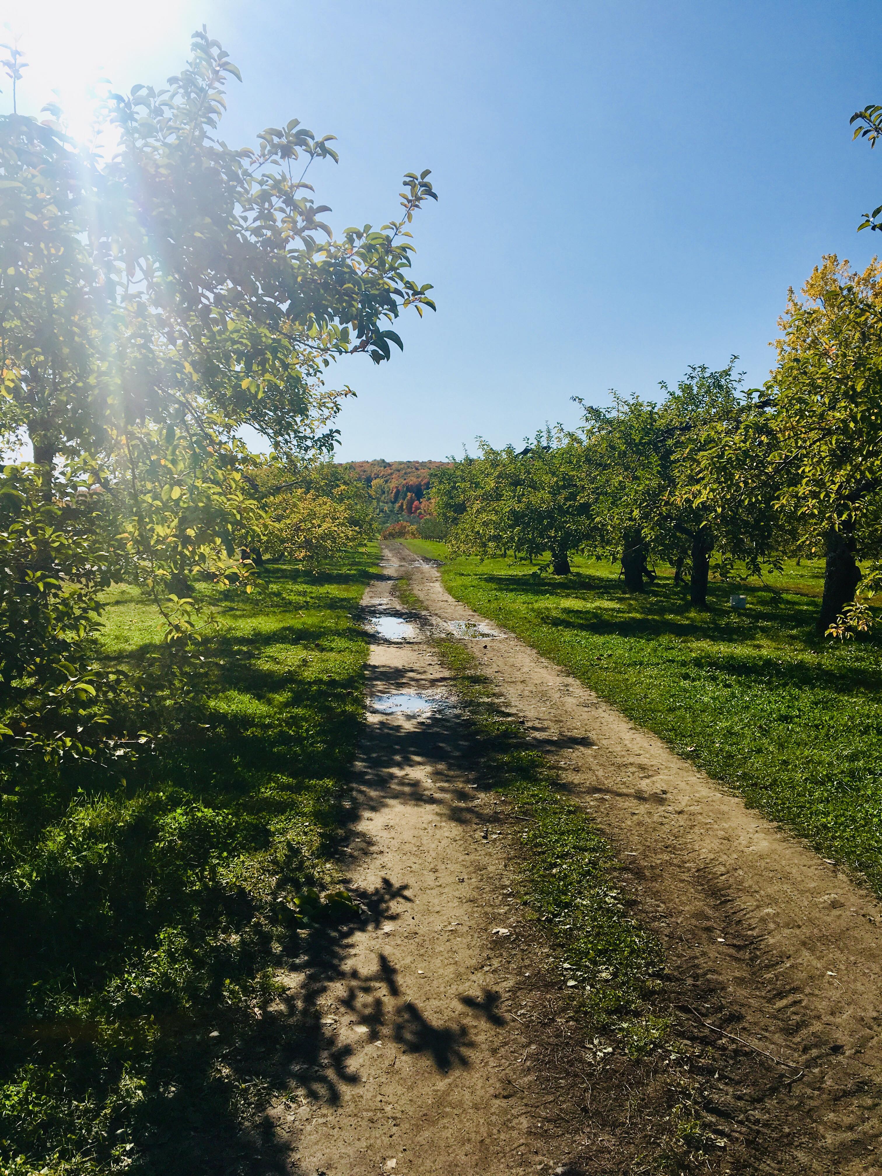 Last day to pick apples, SaintJosephduLac, Canada [OC] [3024x4032