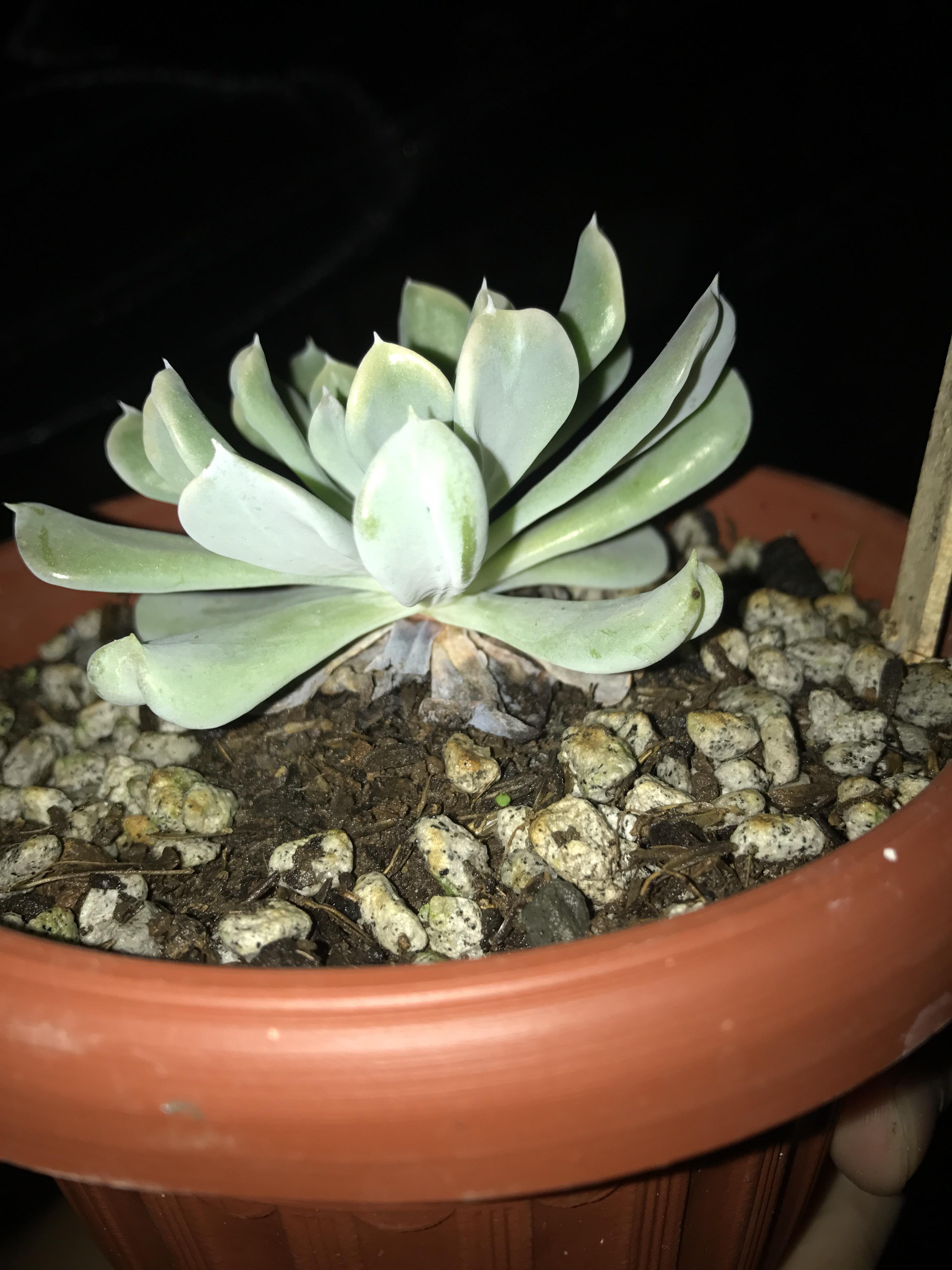 Rotting or not? Or is it just natural that its bottom