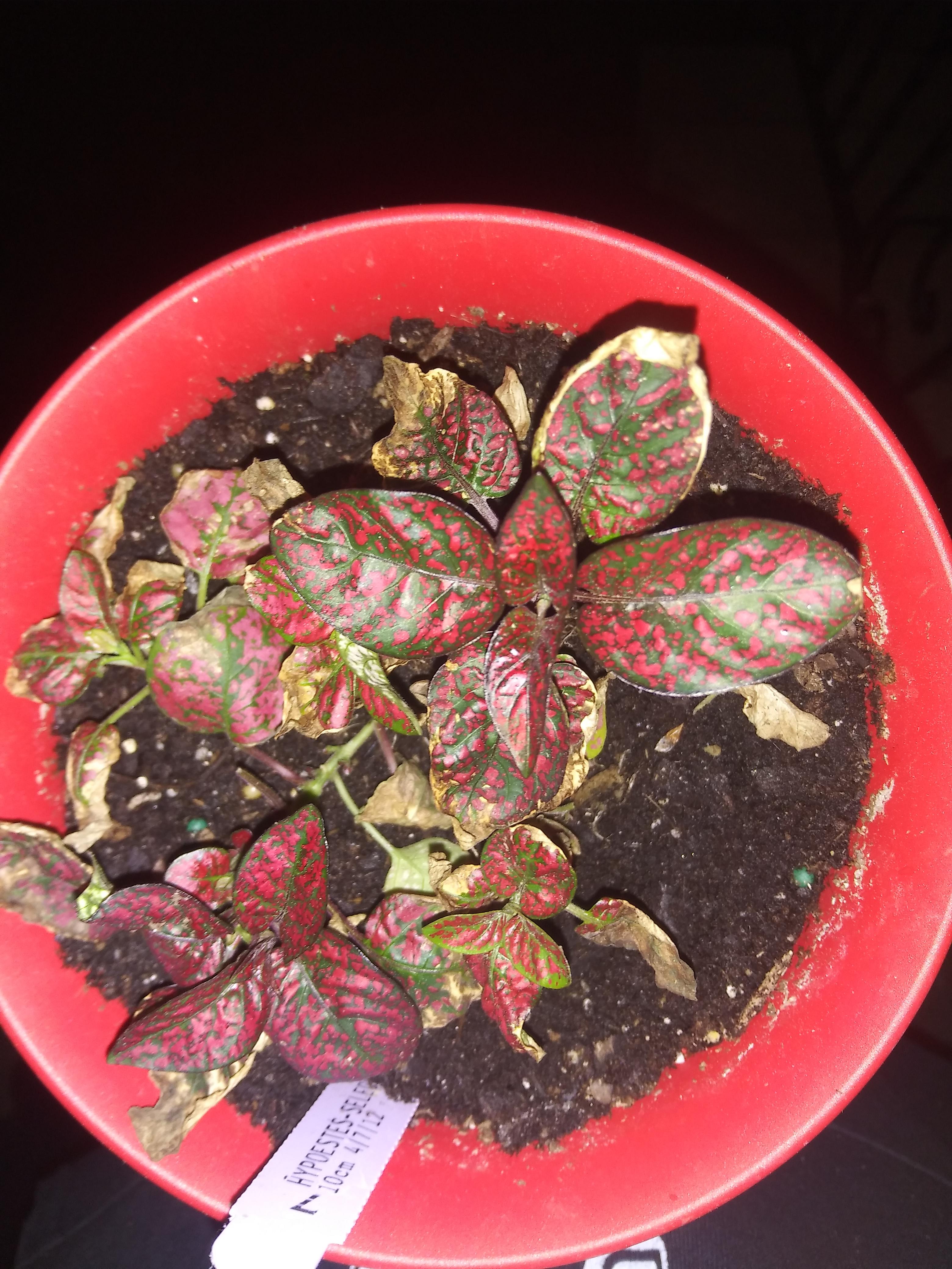 My red polka dot plant is dying on me and i dont understand why. Any