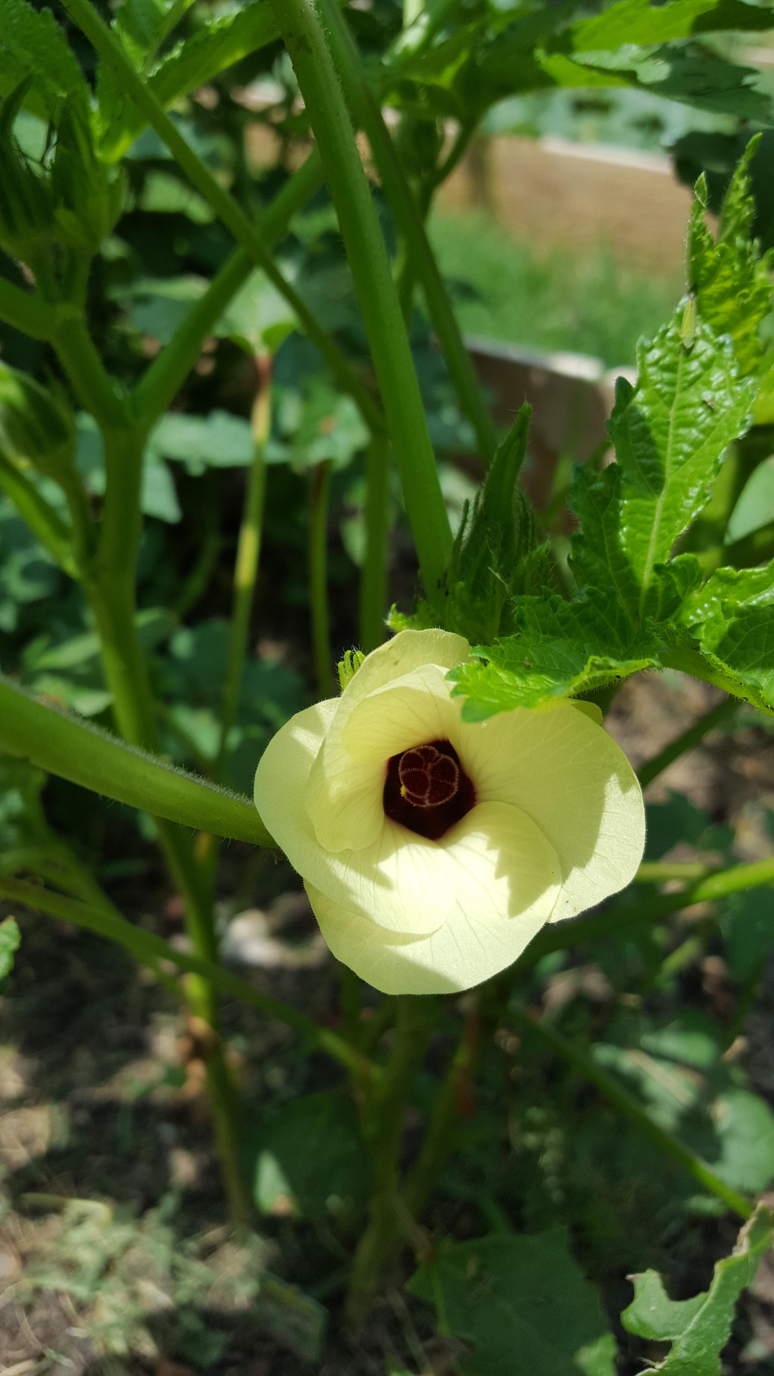 love okra flowers. r/gardening