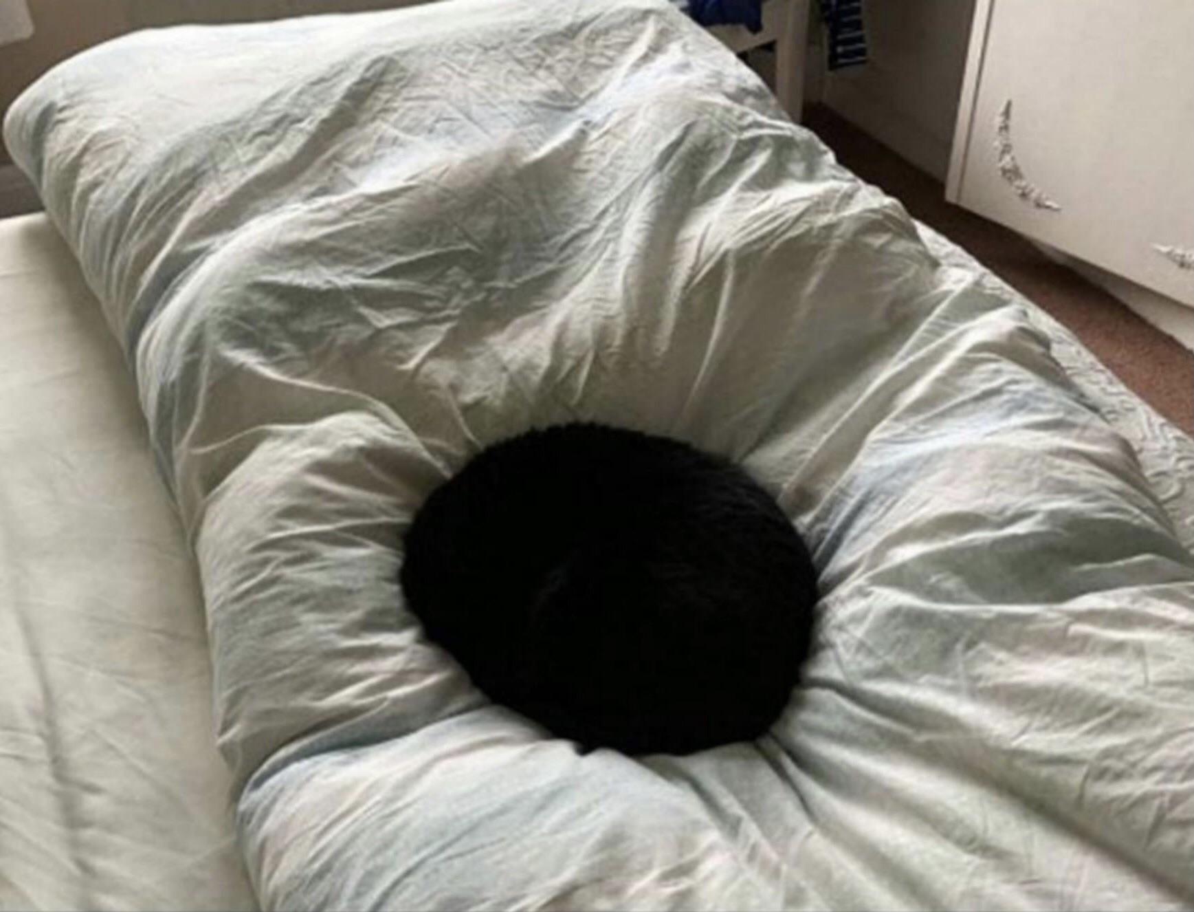 Cats are black holes r/catsareliquid