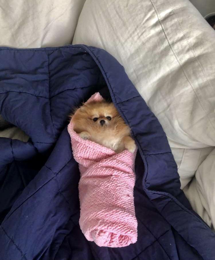 Luna likes to be swaddled r/Pomeranians