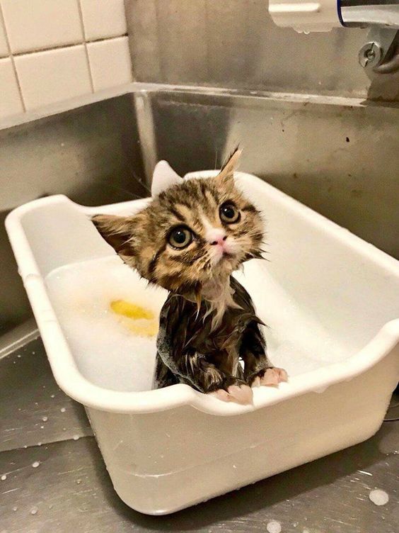 My cat wouldn't get out of the bathtub, so I thought I'd try turning on