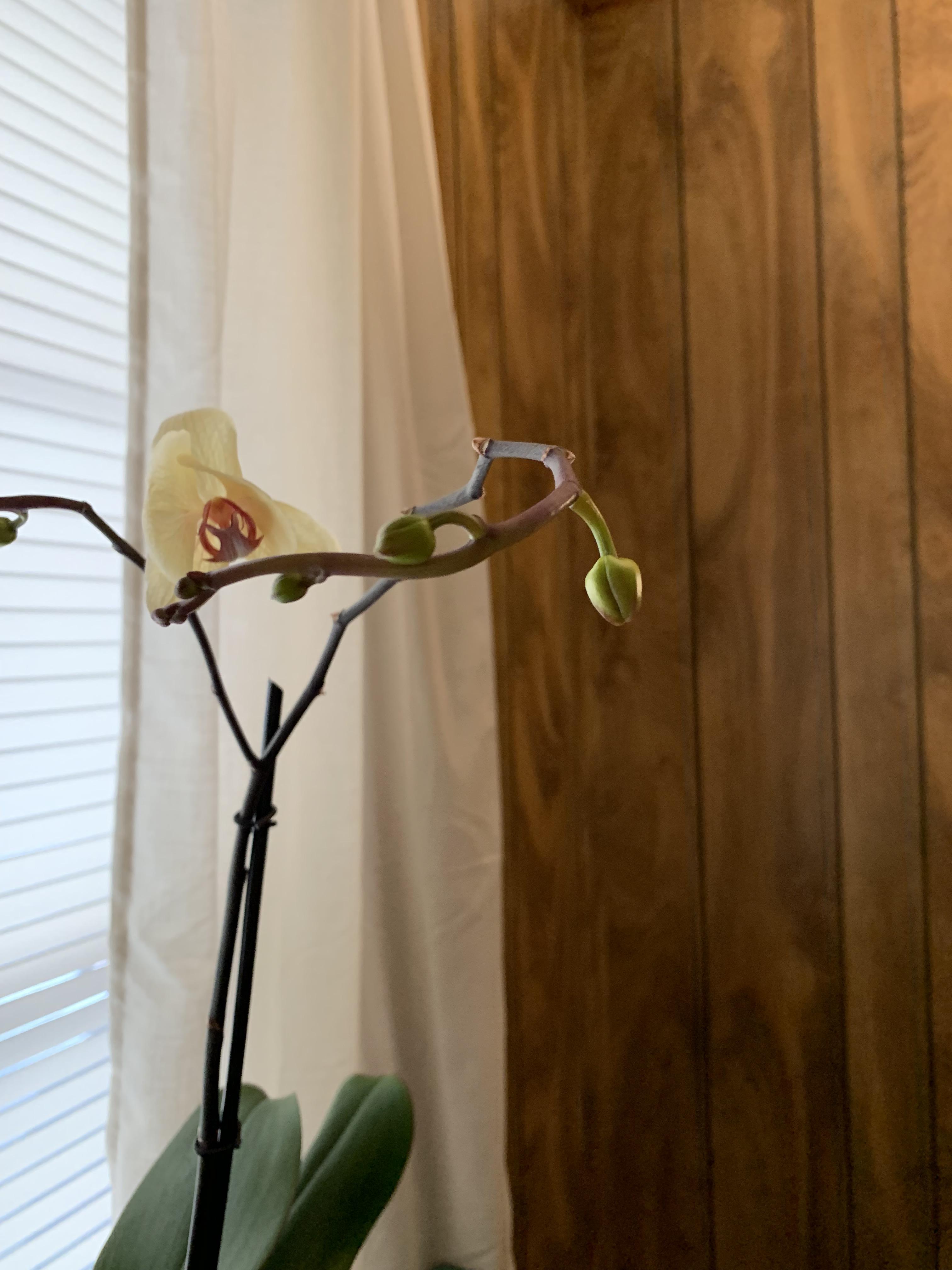 Is my orchid reblooming? I bought it in blooms and the flowers dried up