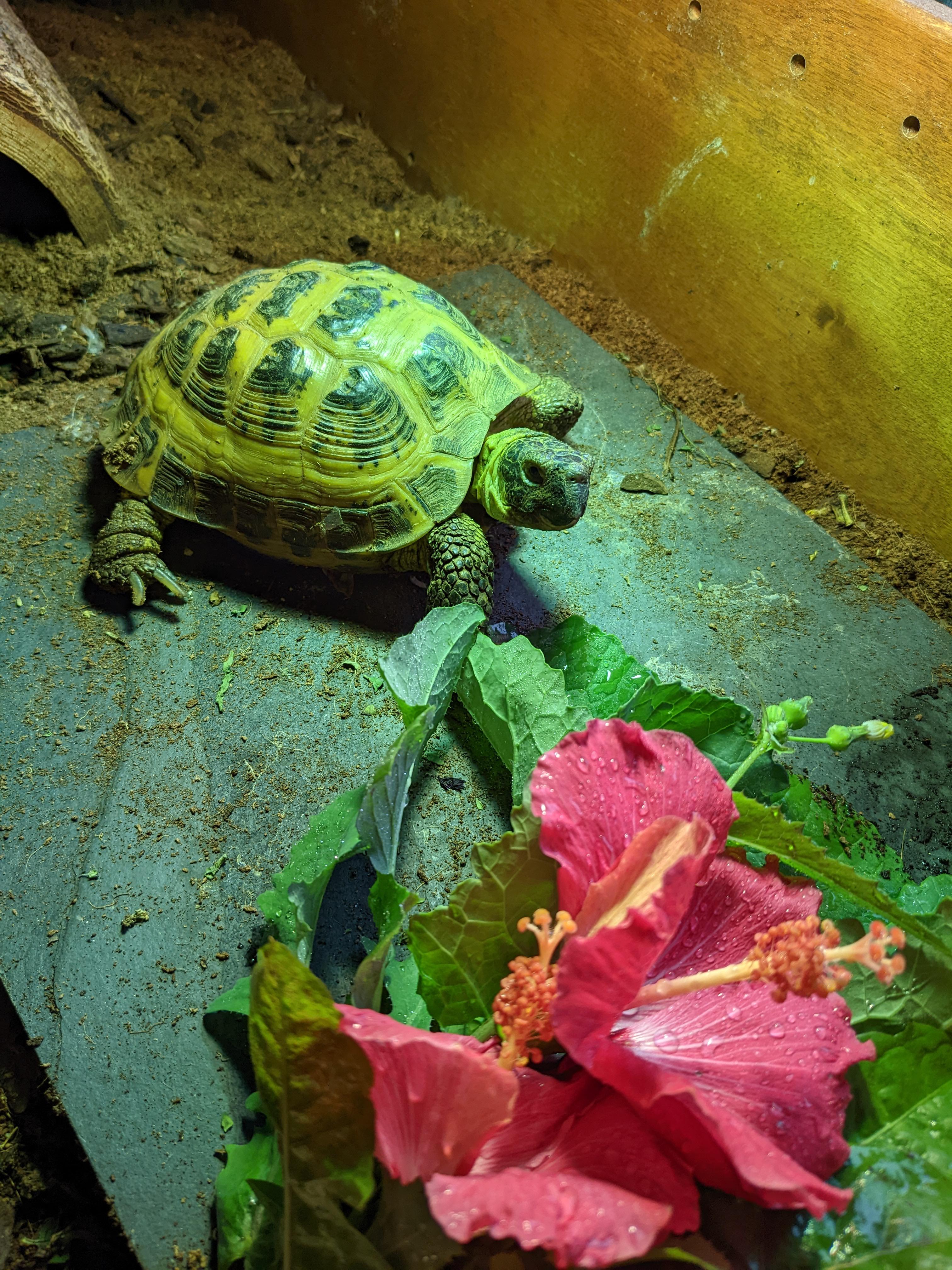 Hibiscus treats for Tortbutt r/tortoise