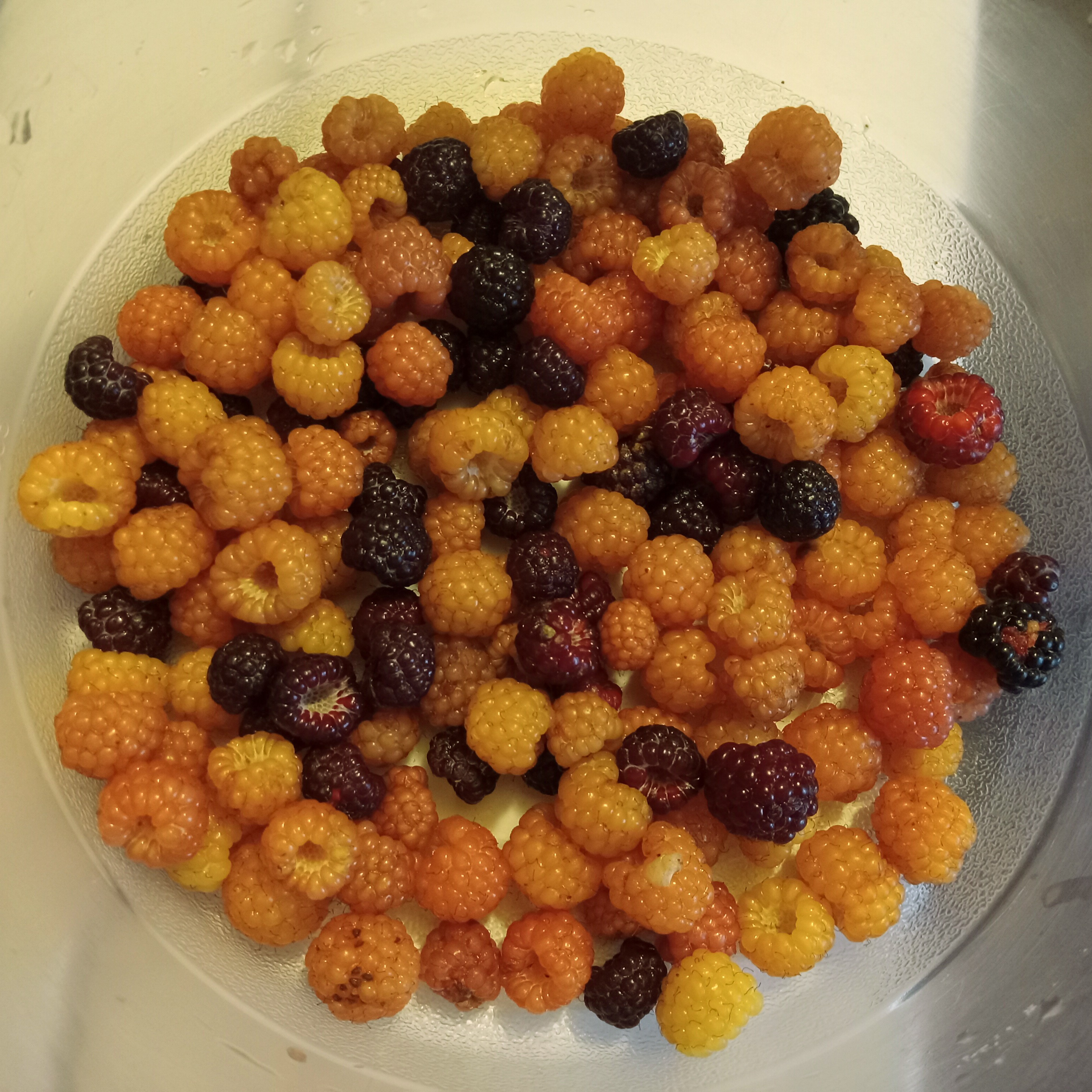 Wild Raspberry season in Indiana r/foraging