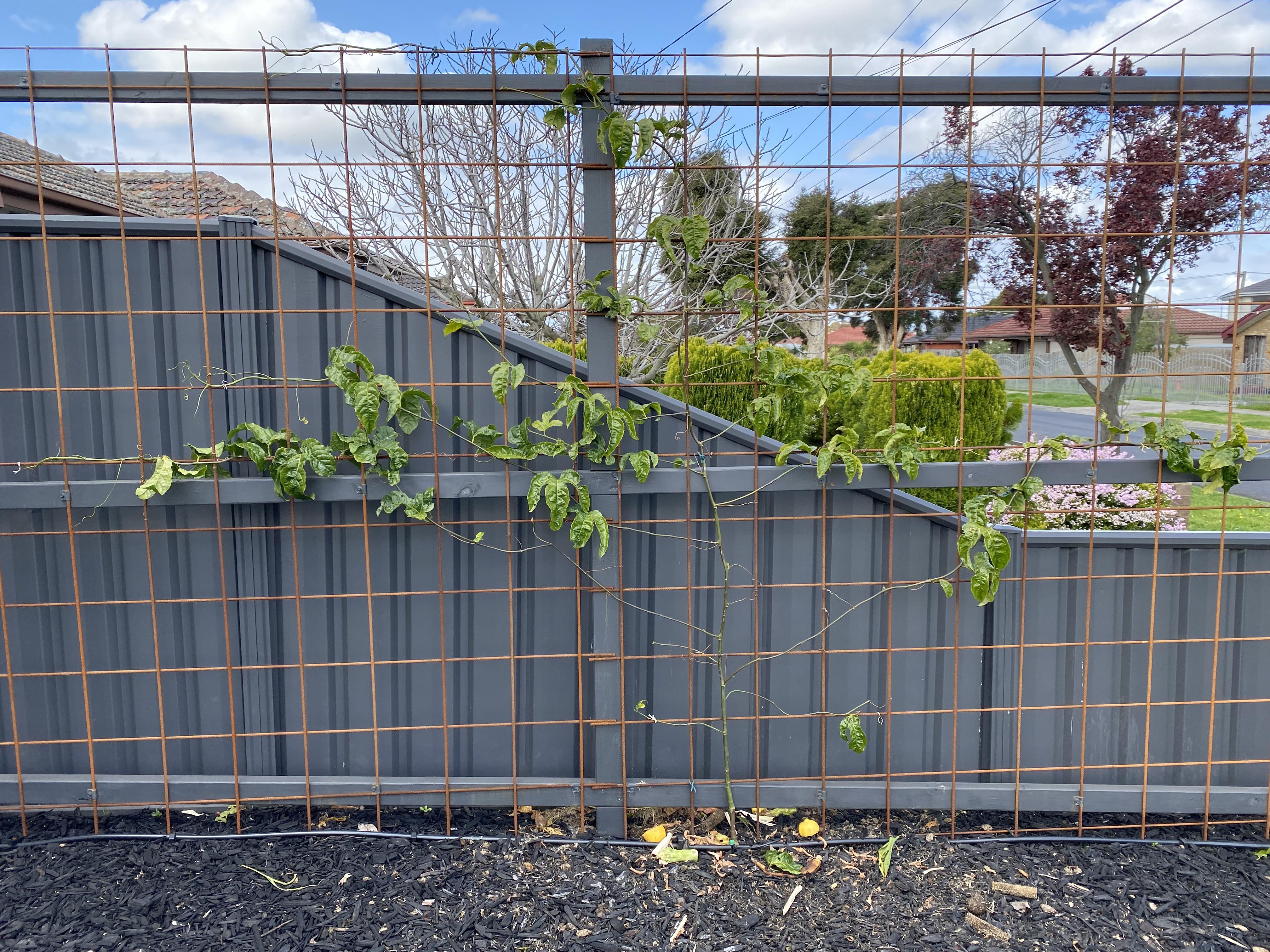 Passionfruit lost leaves over winter. Early spring now do I leave it or
