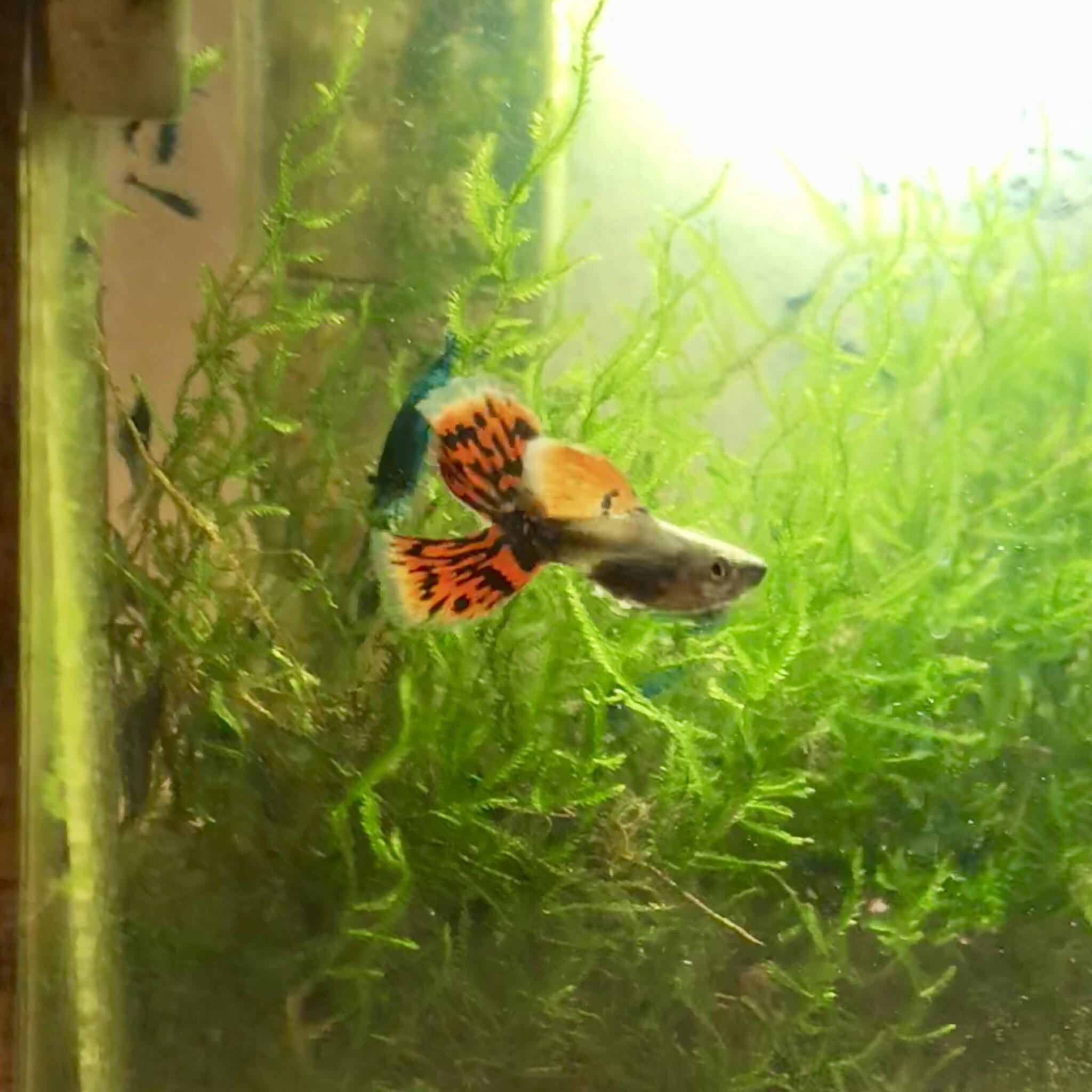 Petco has Elephant ear guppies!? Brought home one with a split tail