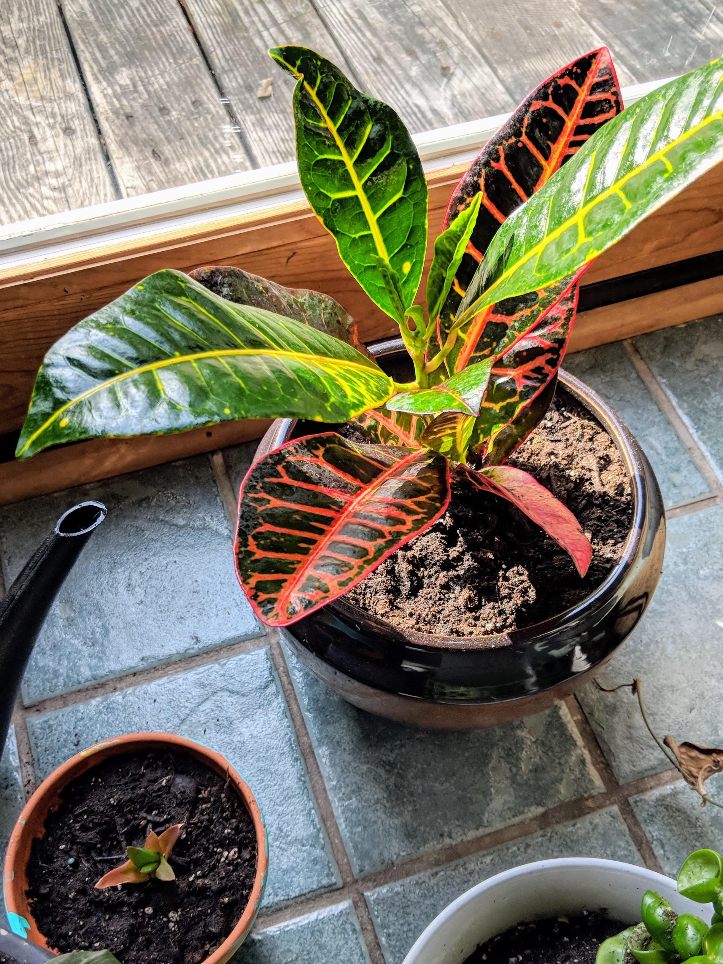 New addition to the Houseplant family. Store didnt have a card for it