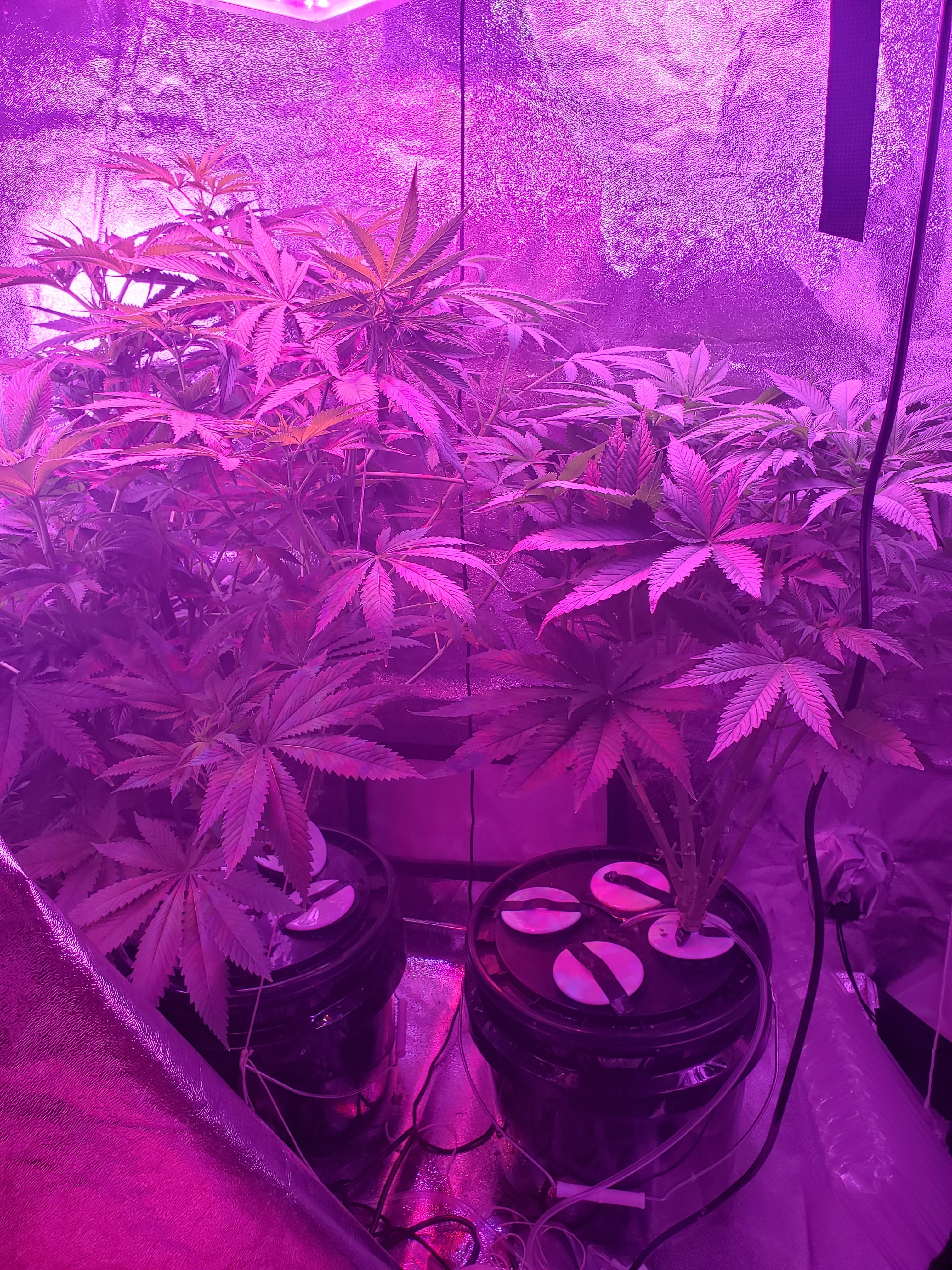 Started Oct 22nd from rando bag seed. r/microgrowery