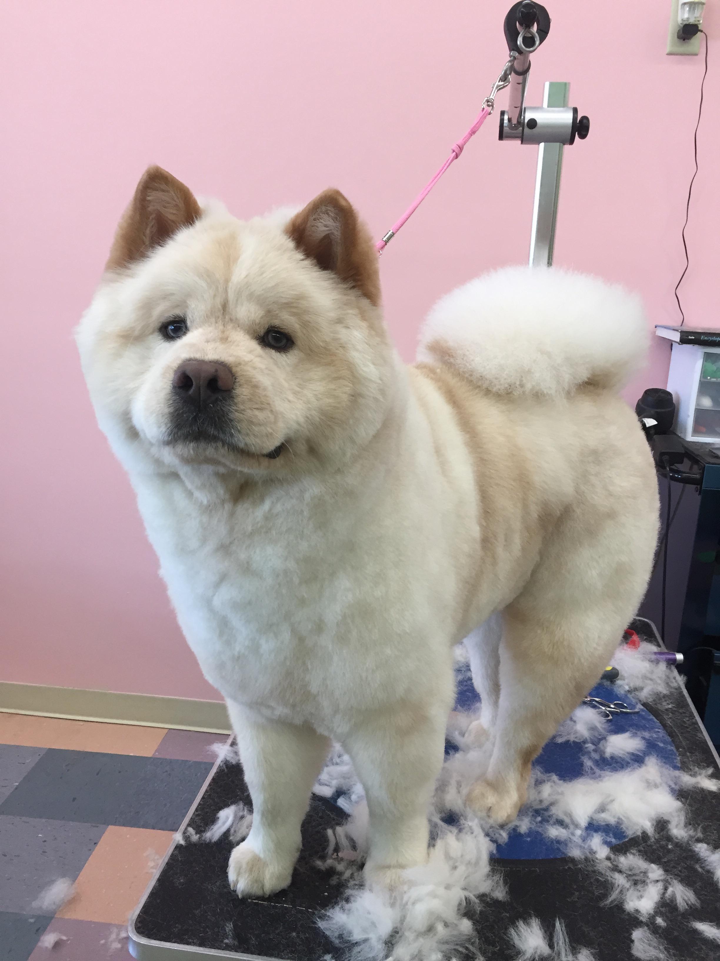 “Dad!! Look at my haircut!!! I’m like a teddy bear