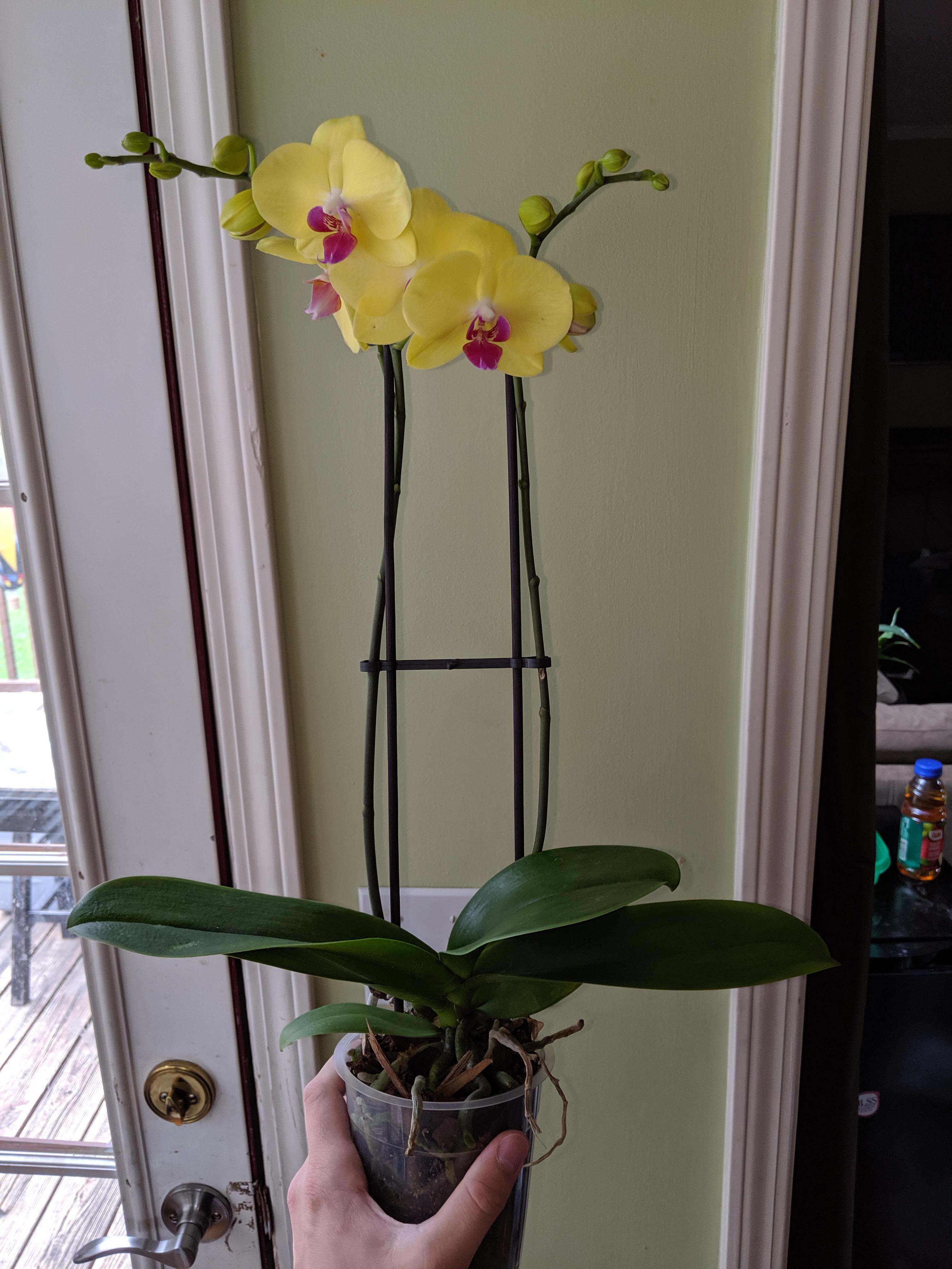 Hey guys, I'm pretty new to orchids and need some advice. How often do I water this guy? I'm