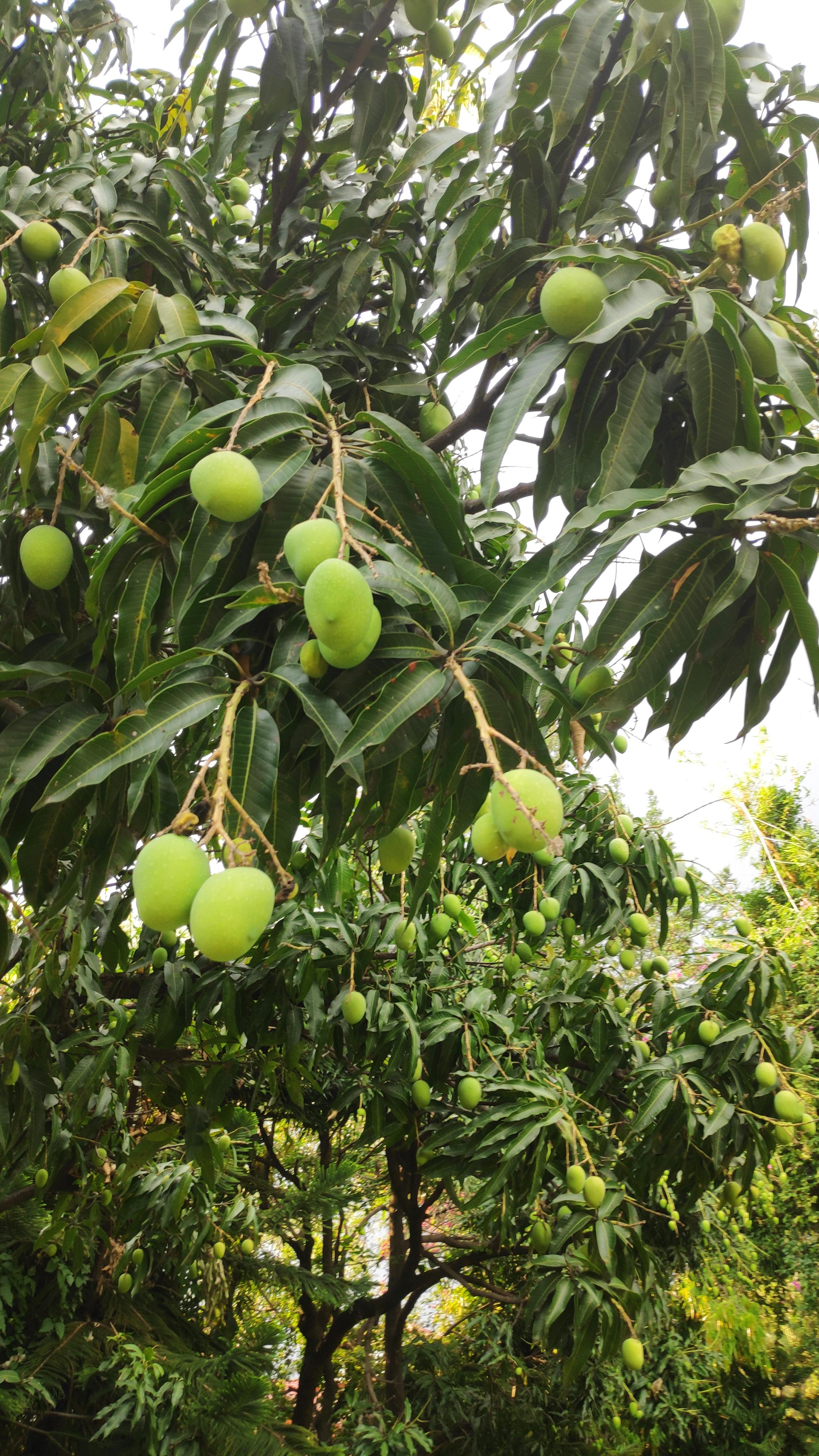 Baby Mangoes ..just a few more days.. to go for yummy Mangoes... r