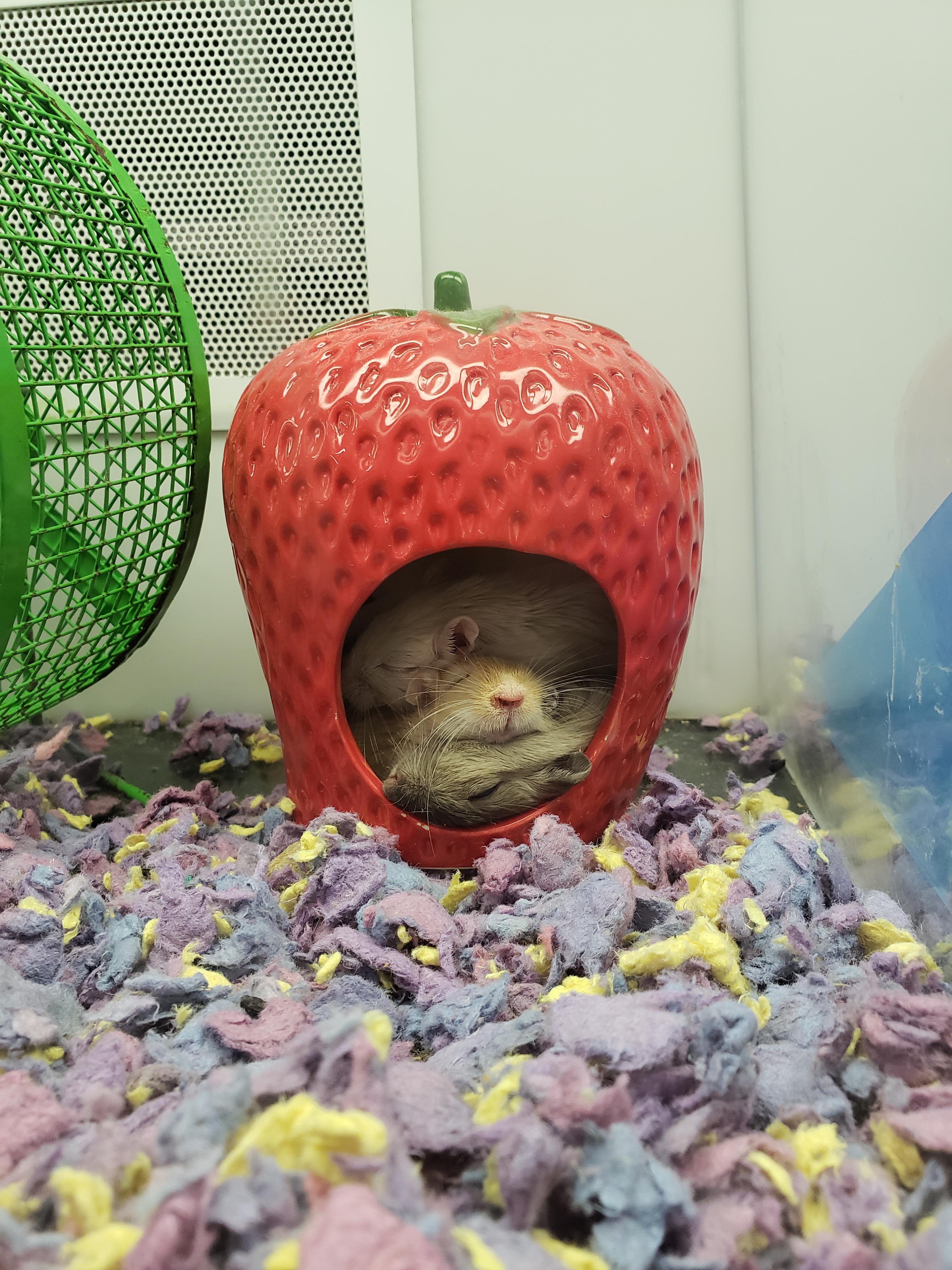Stack of three hamsters at petco