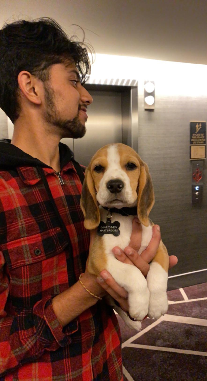 Are Beagles Hard To Potty Train