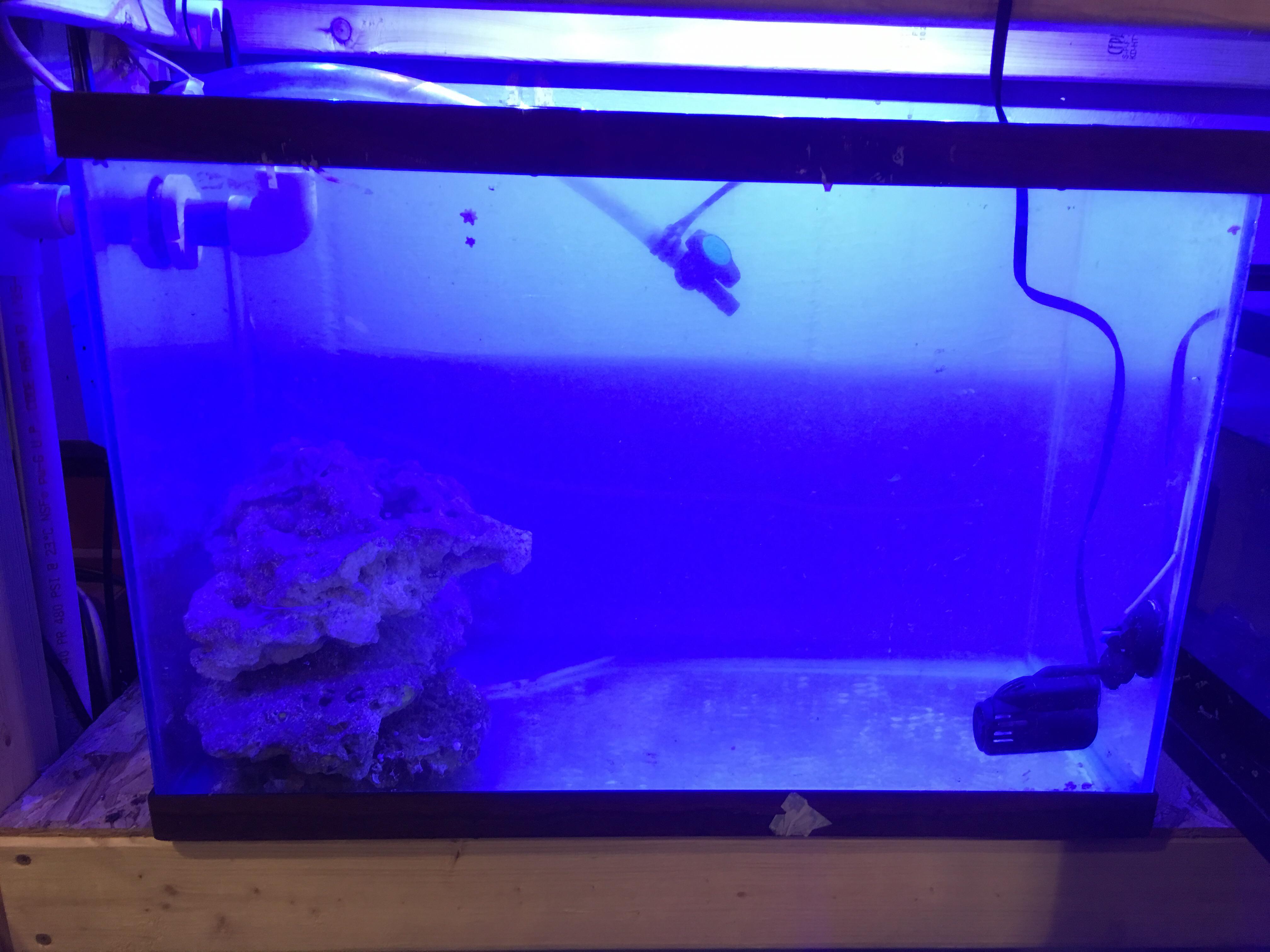 Just set up a second tank. Just curious who here is running skimmerless