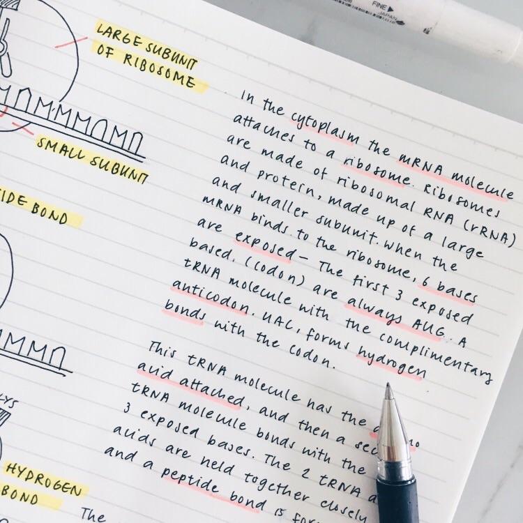 study notes, super neat/pretty handwriting ! r/PenmanshipPorn