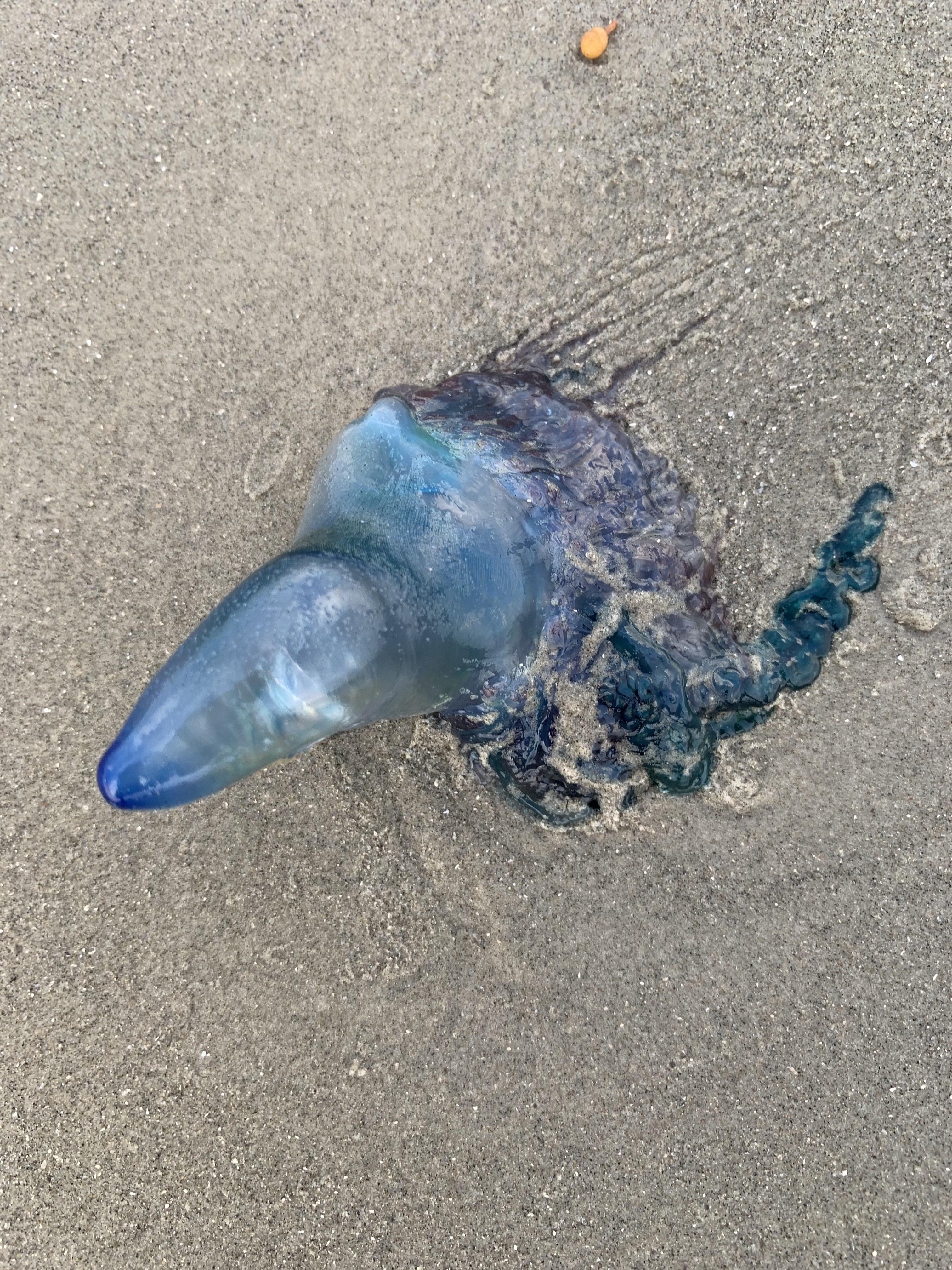 What type of jellyfish is this found in Galveston, Texas around the end