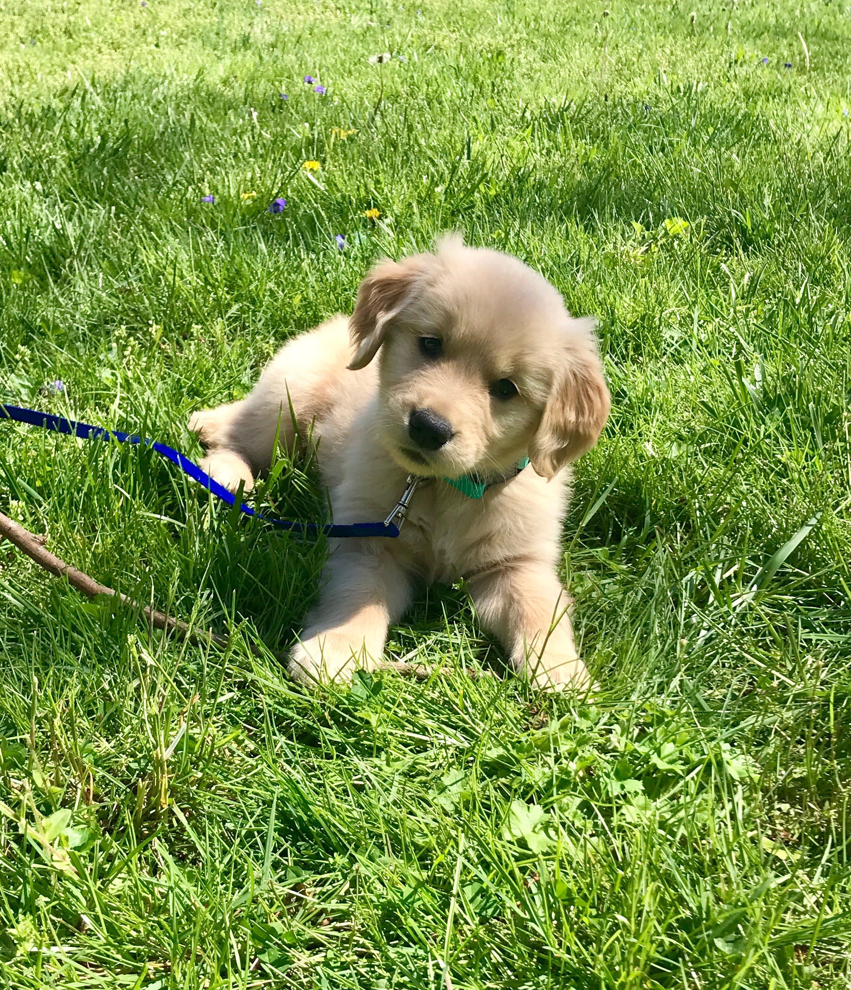 Reddit meet our 8 week old puppy, Daisy. r/goldenretrievers