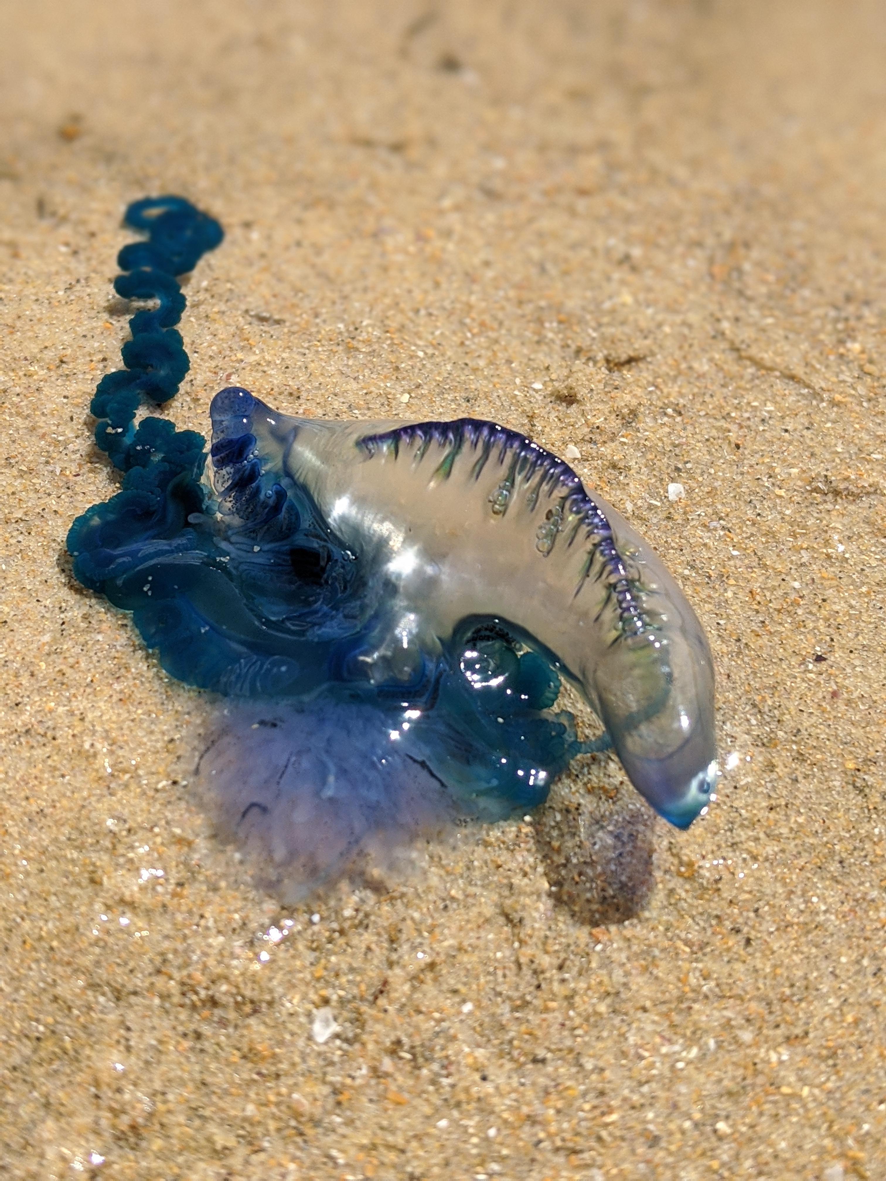 Blue bottle jellyfish r/Pixel3a