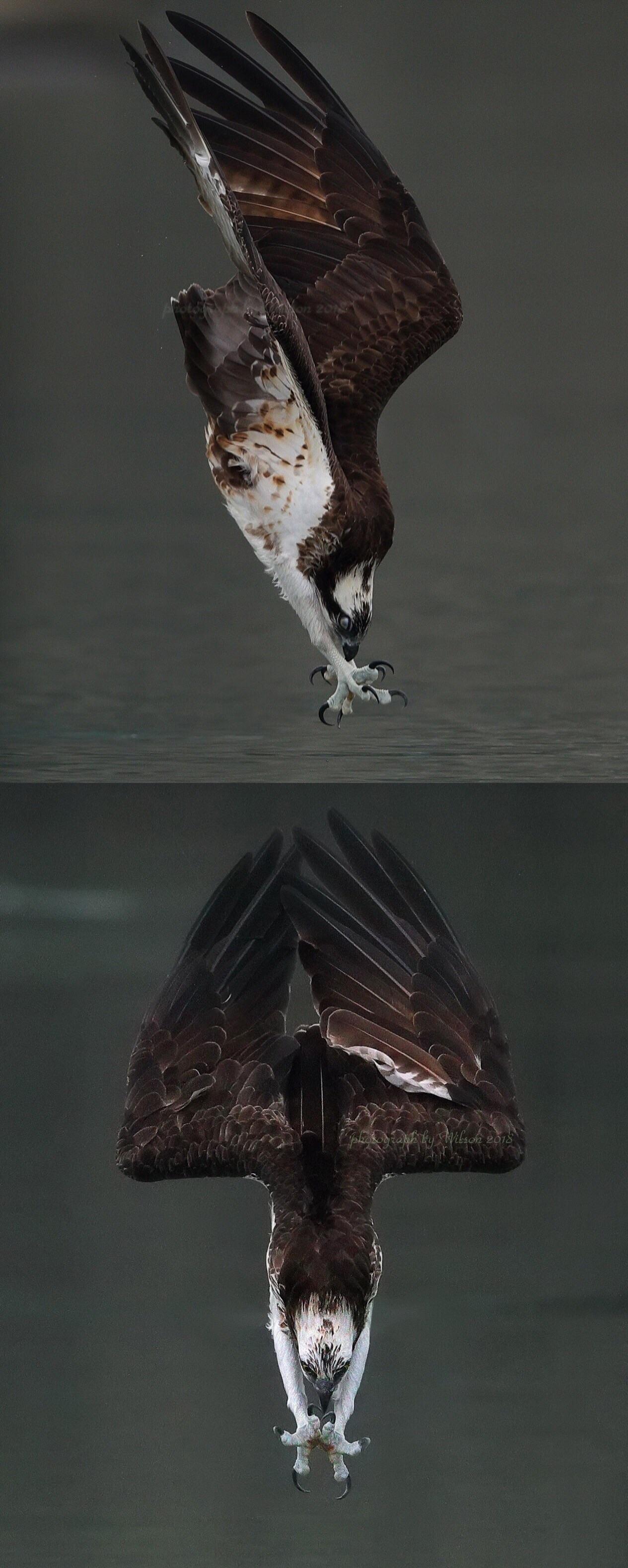 🔥 The way this osprey dives into the water to get its prey 🔥 r