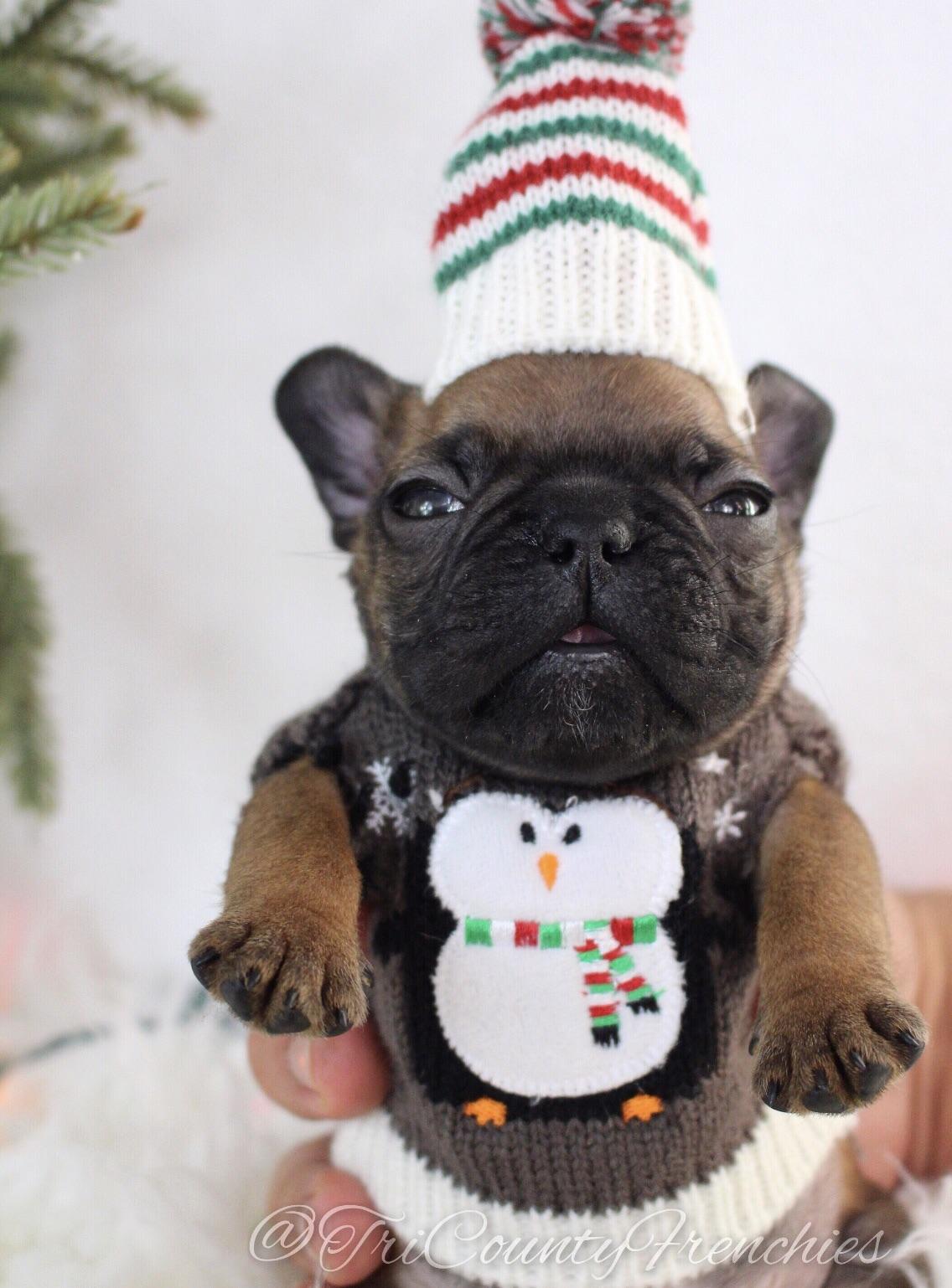 Here’s one of my favorite pics from my xmas frenchie puppy photo shoot