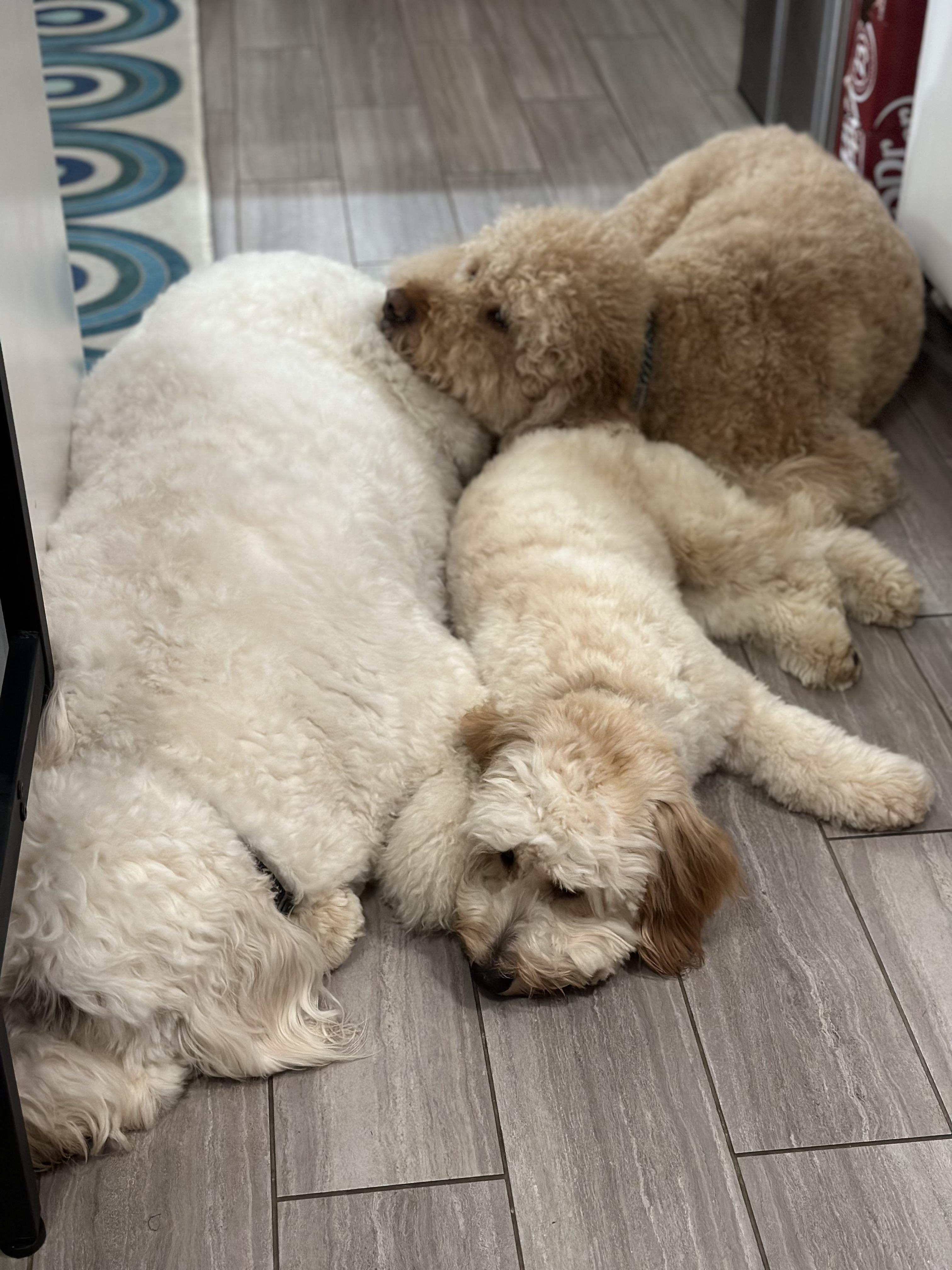 Constant wet, dirty beard r/Goldendoodles