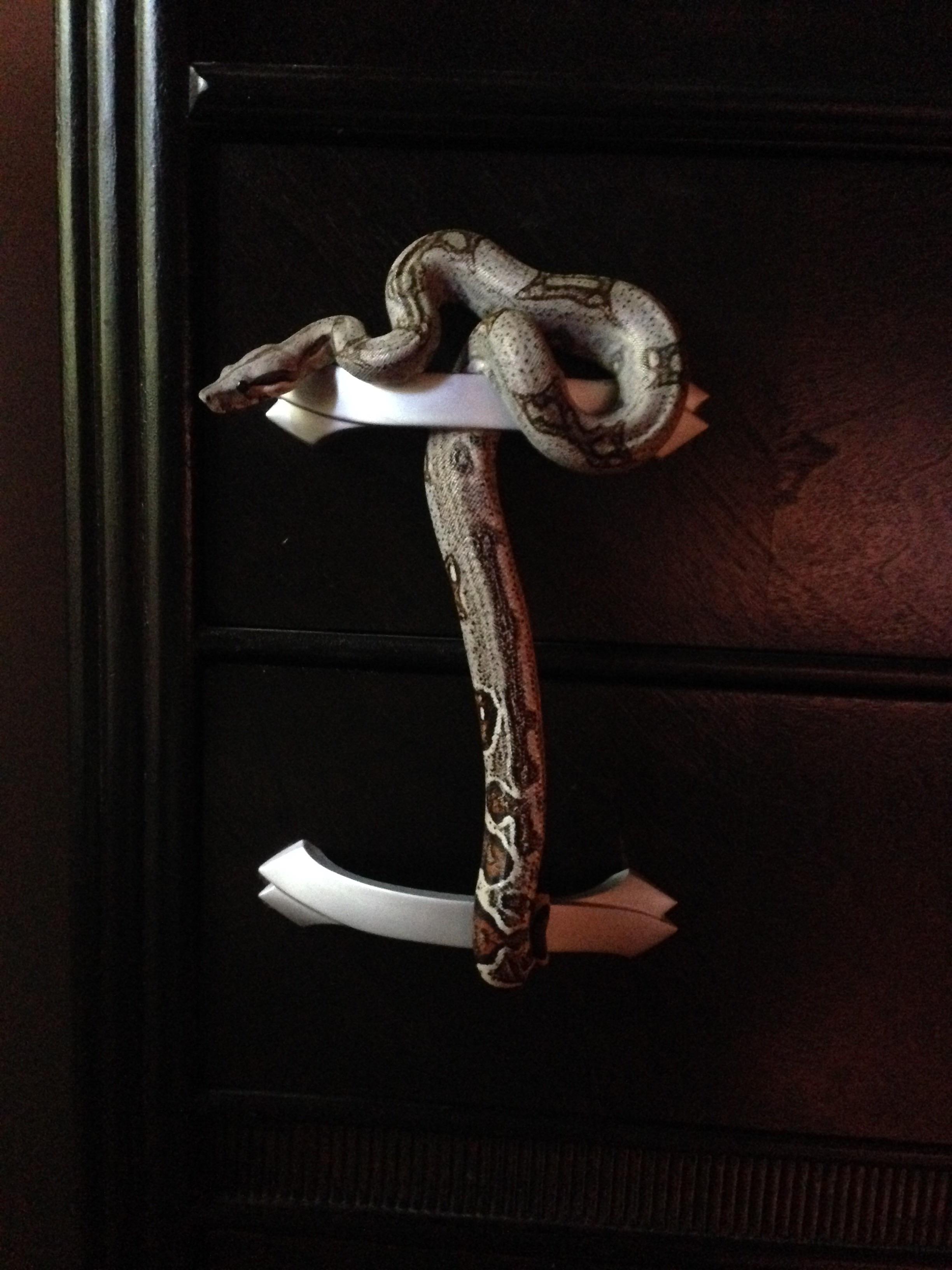 Decided to make himself comfortable r/snakes