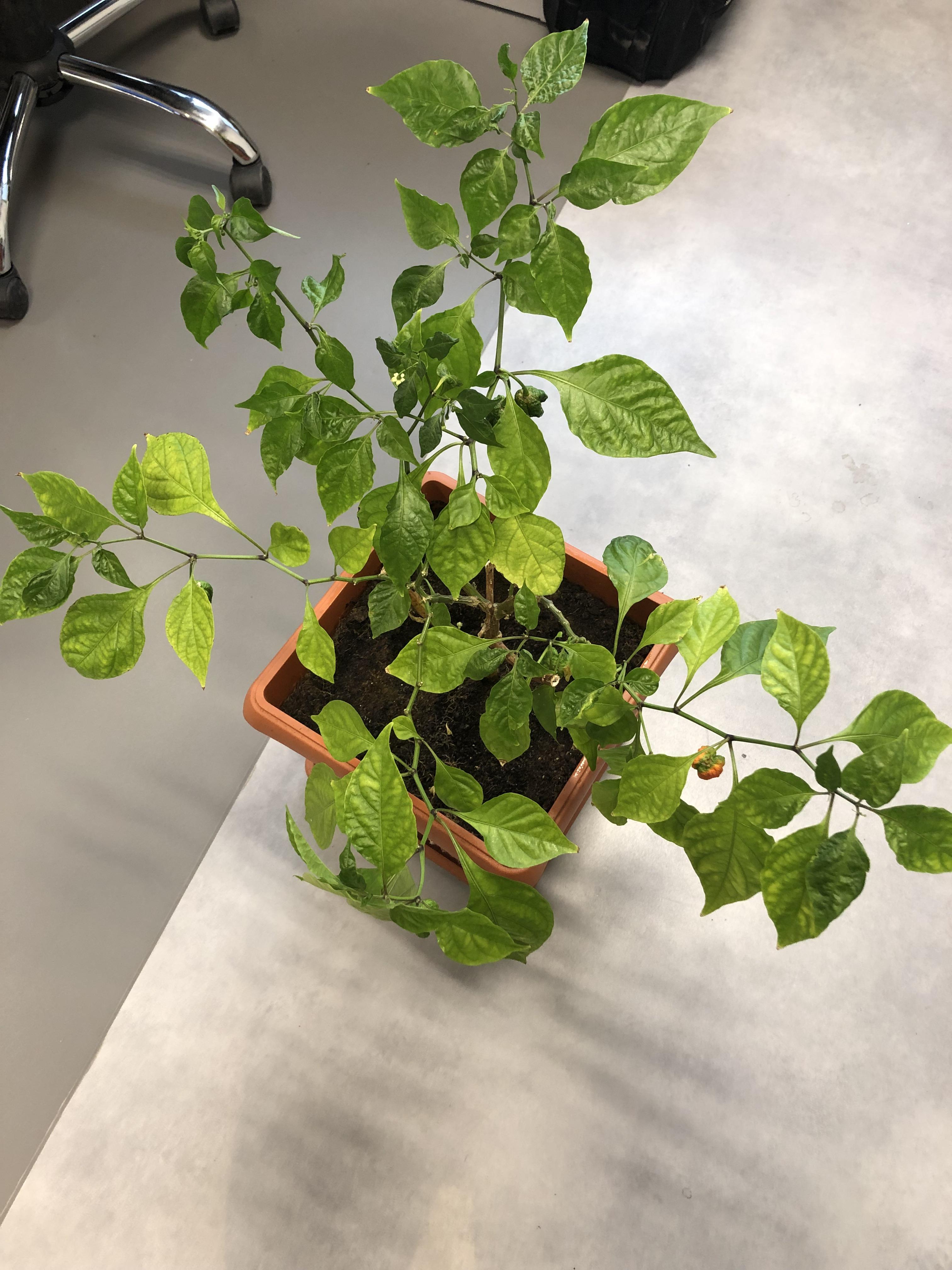 Why are some of the leaves turning yellow and dropping on the office