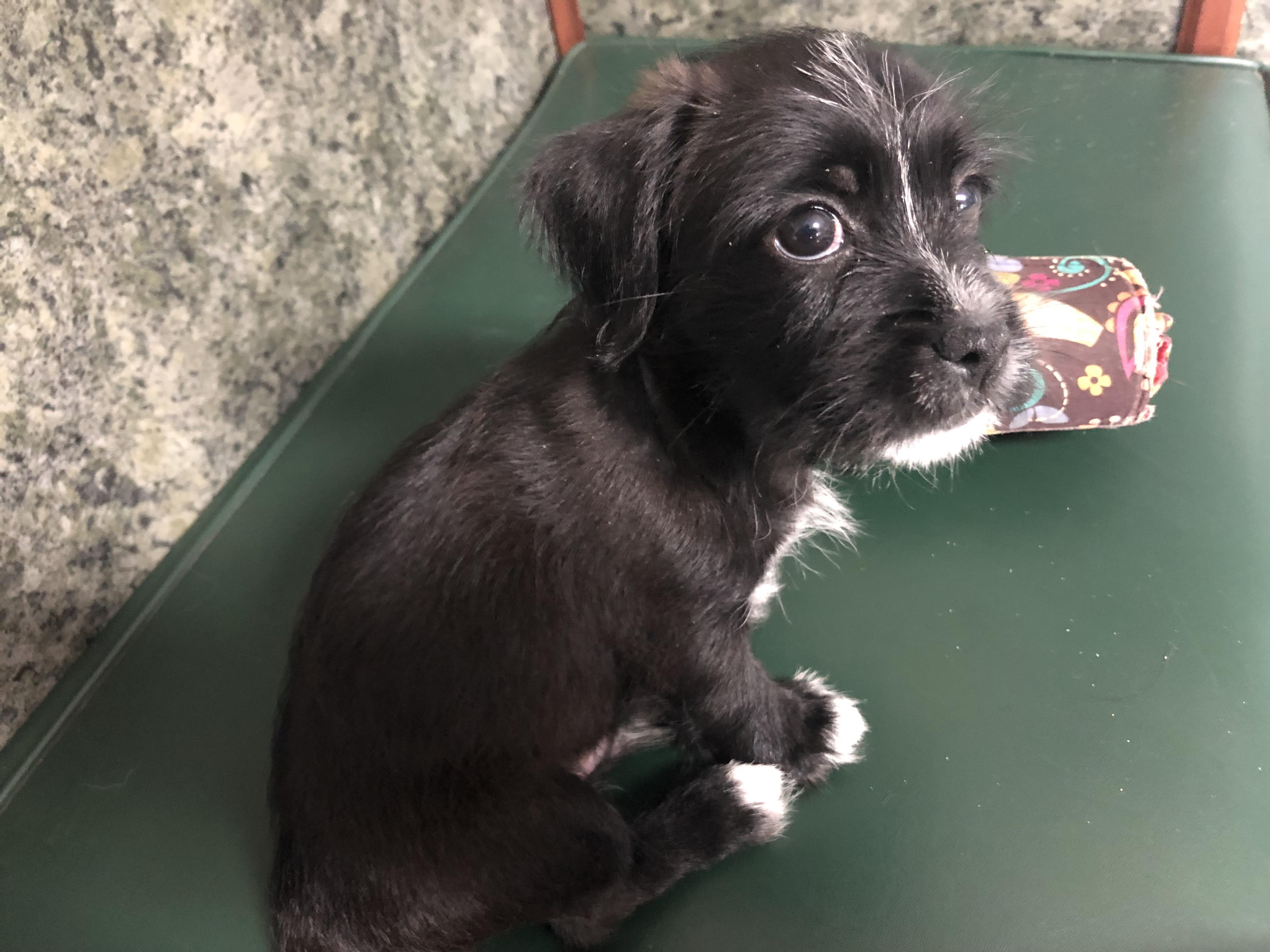 He hates the vet…. r/aww