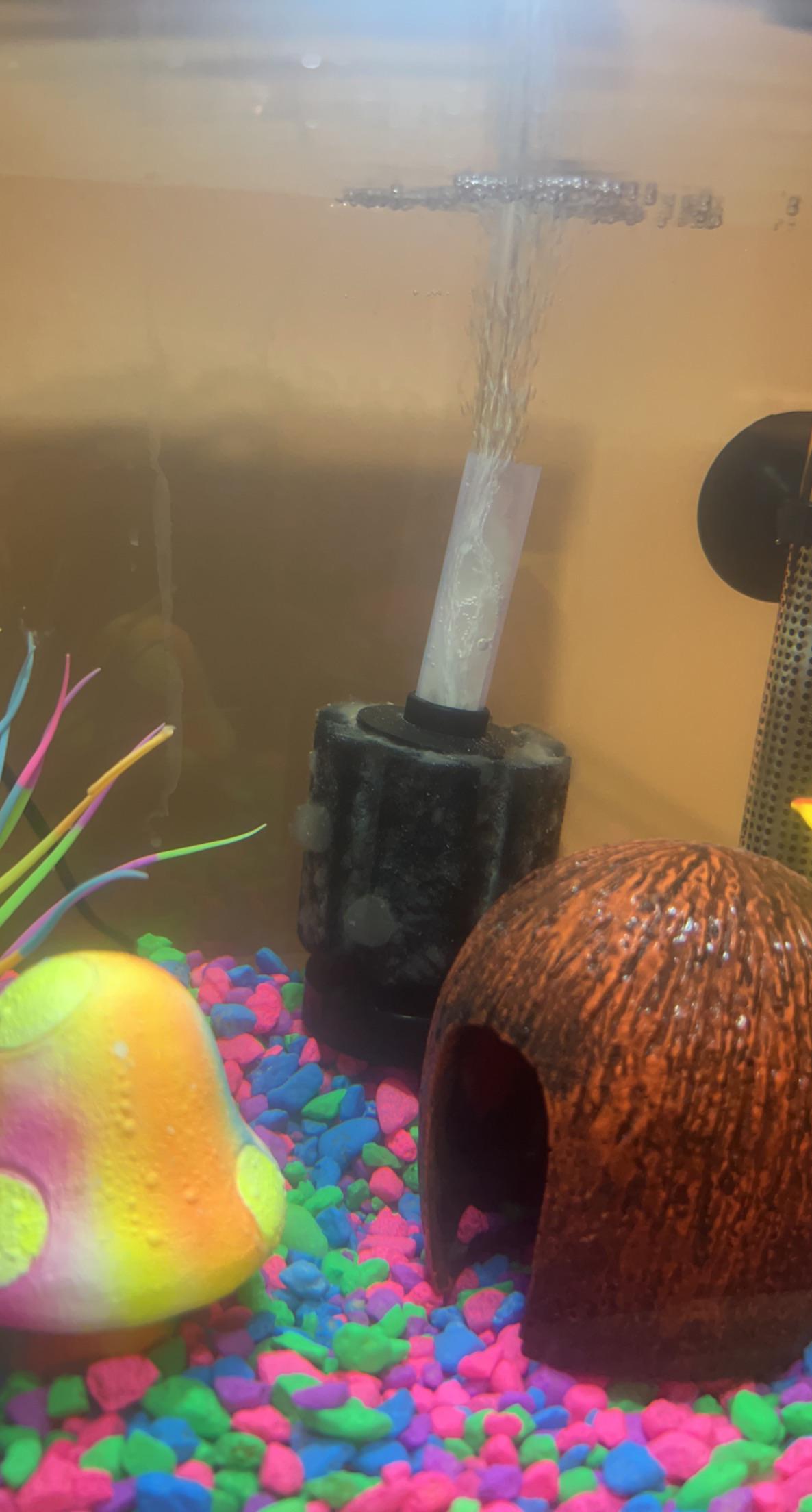 What is this white film on my filter?? r/Aquariums