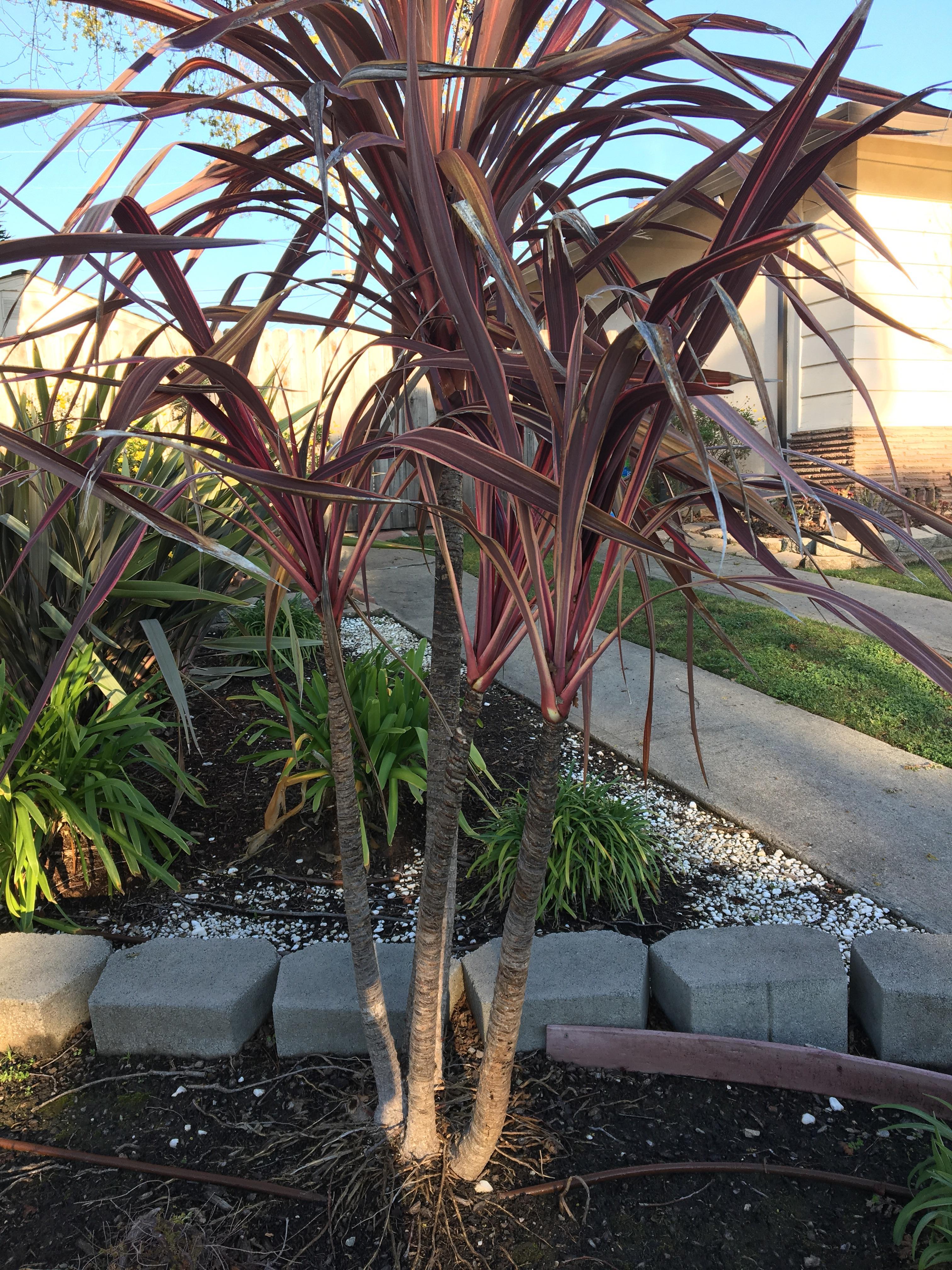 What plant is this? r/landscaping