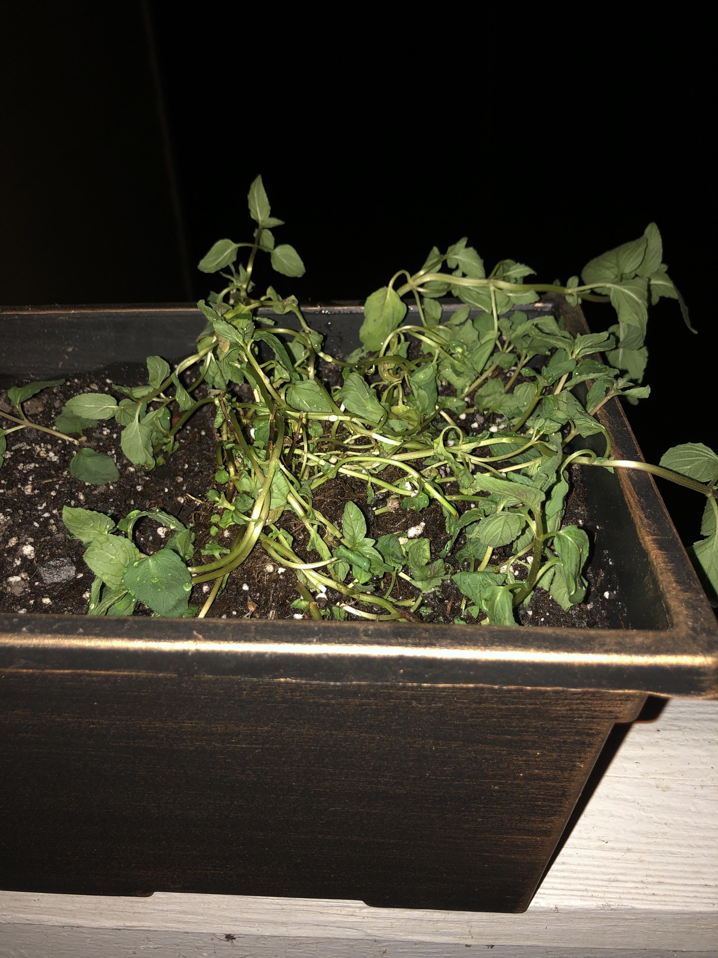 Can somebody please tell me why my mint plant is wilting? r/gardening