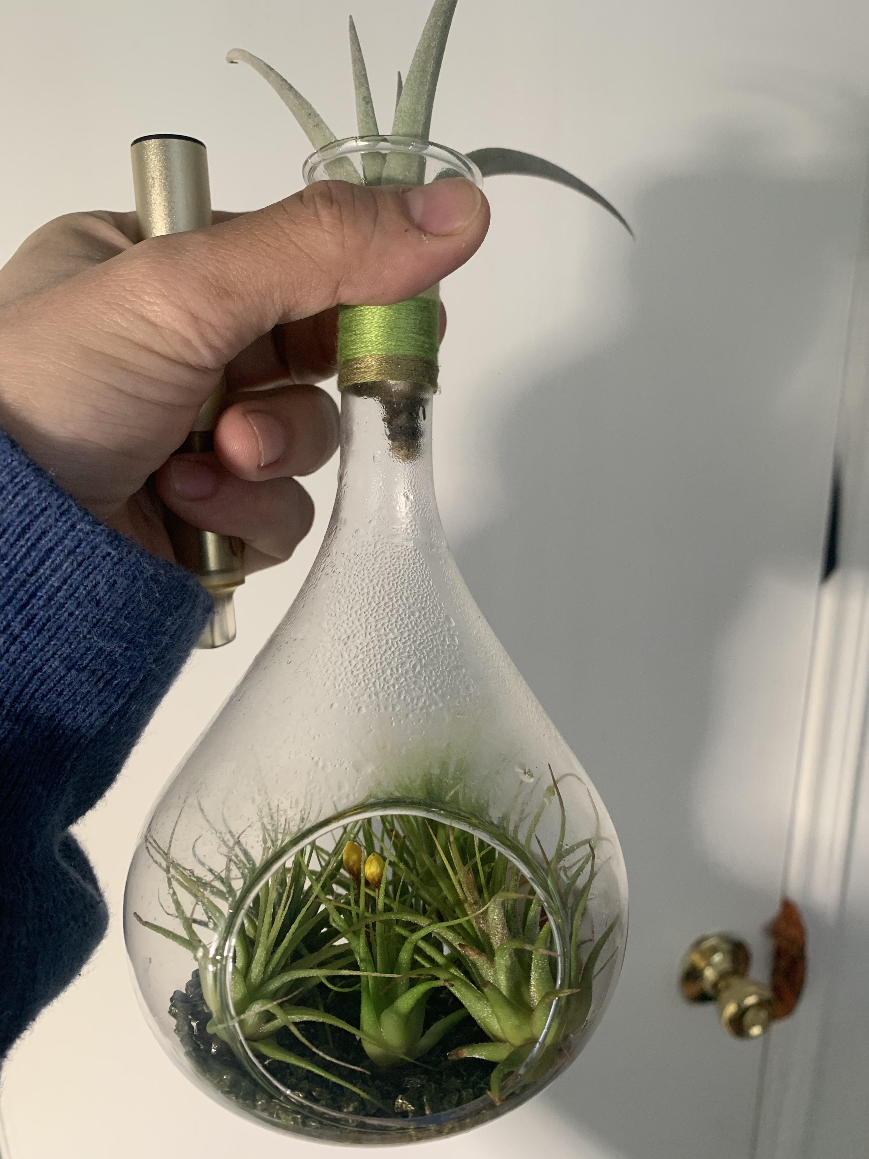 My air plant mini terrarium and I obsessed w it r/houseplants