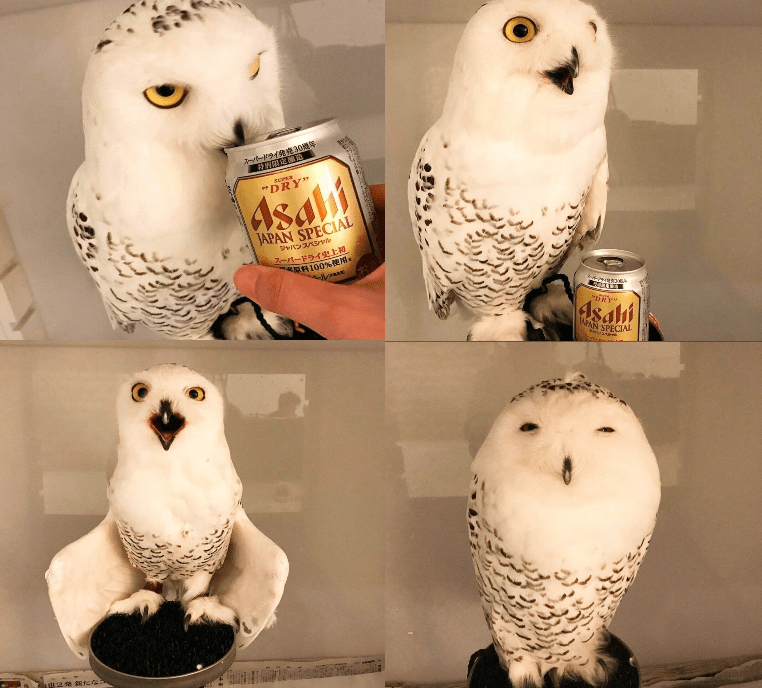 Owl liked the beer too ;) r/beerporn