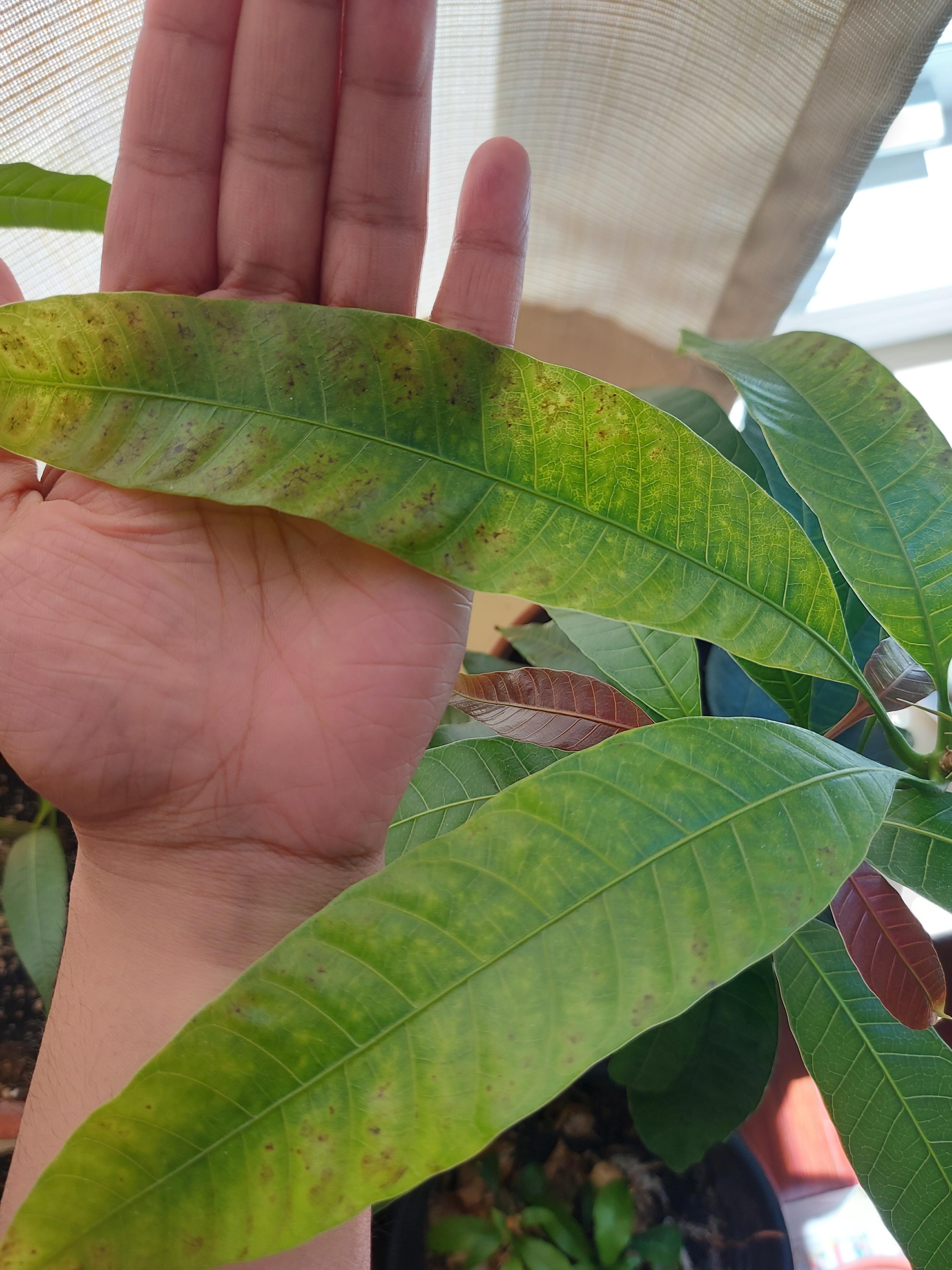 Black spots on mango plant. Any idea what this is and how to get rid of