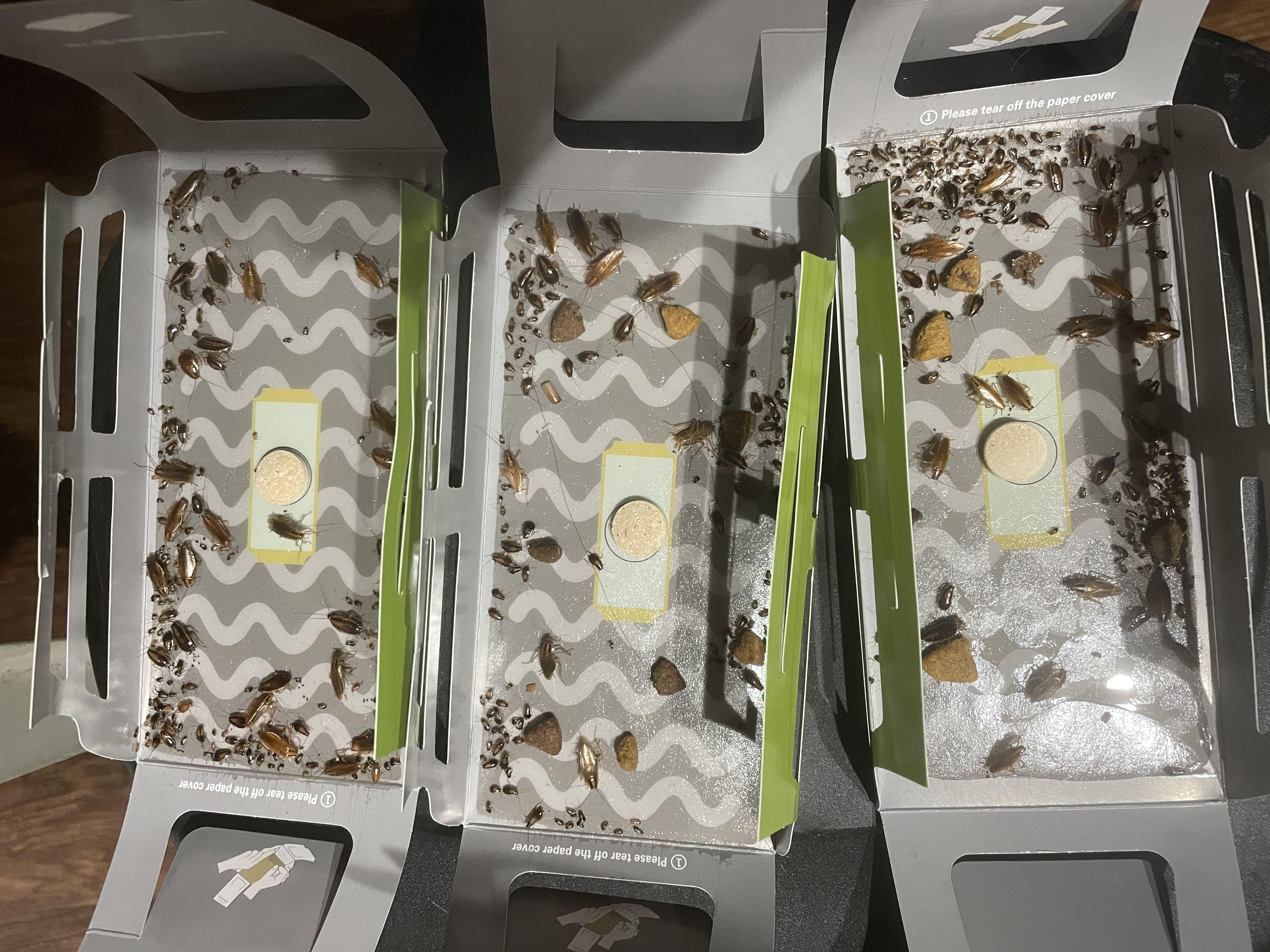 Dog Ate Combat Roach Bait Here's What You Should Do Before, 58 OFF