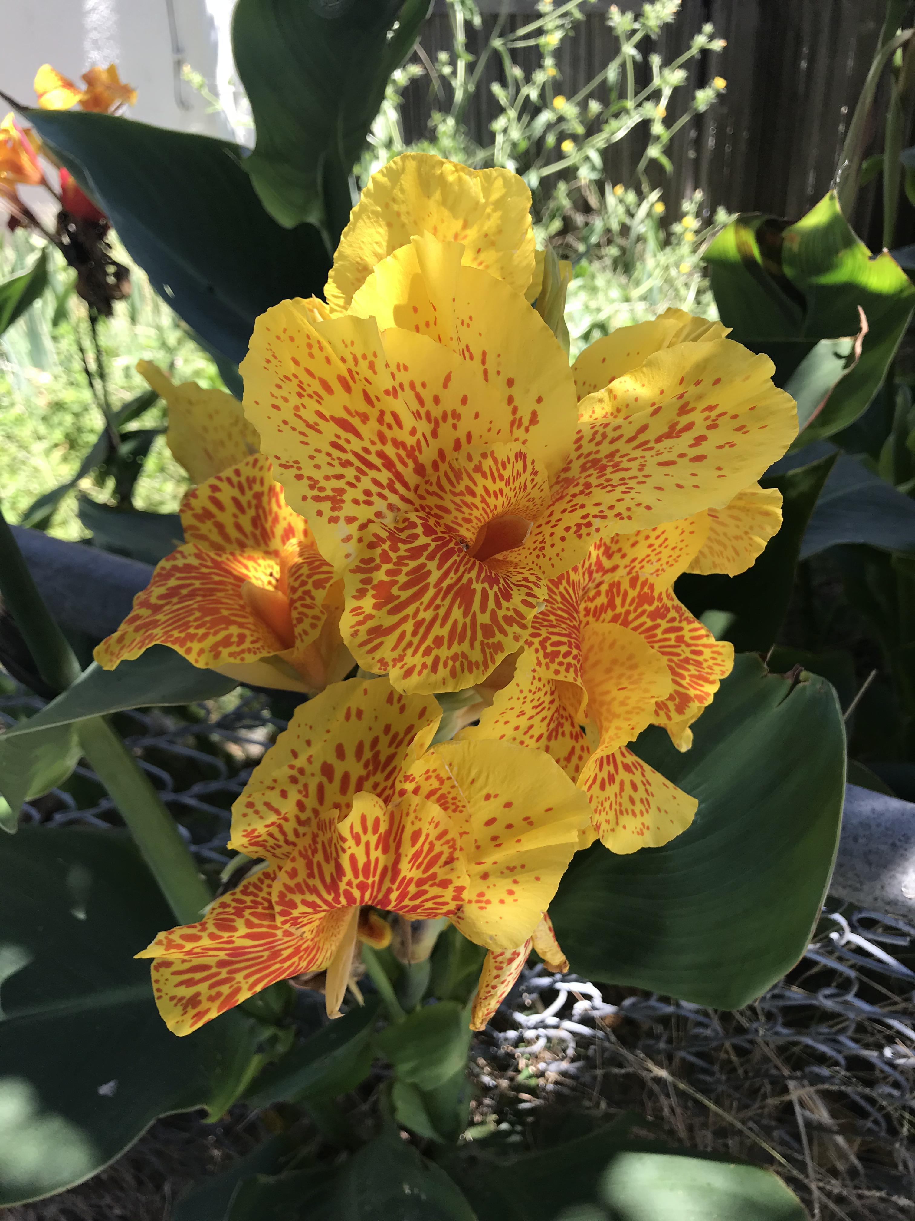 What is this flower? Bay Area, CA r/whatsthisplant