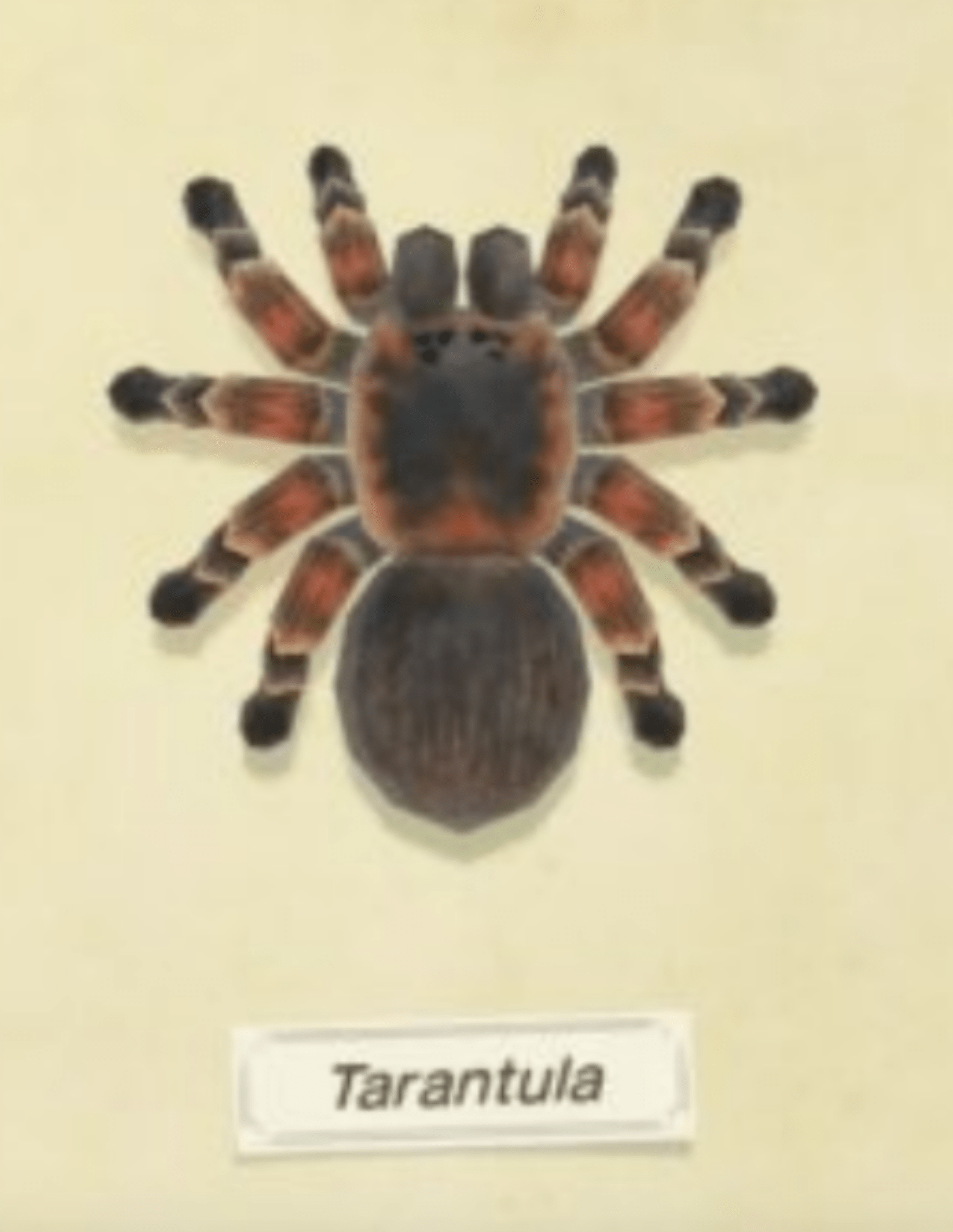 Why do the tarantulas have ten legs? r/AnimalCrossing