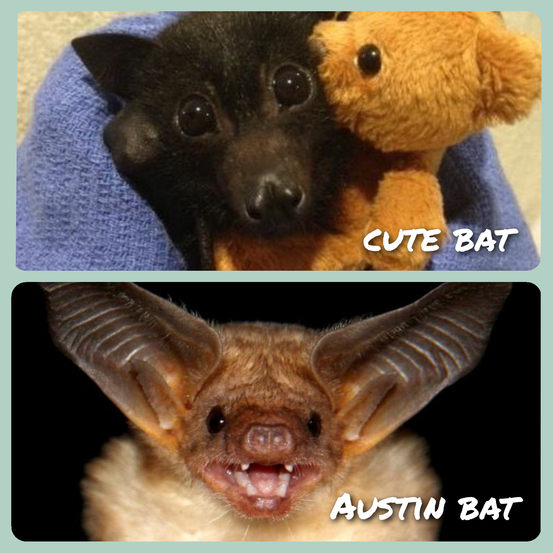I live in Austin and, after seeing so many cute puppy dog bats on this