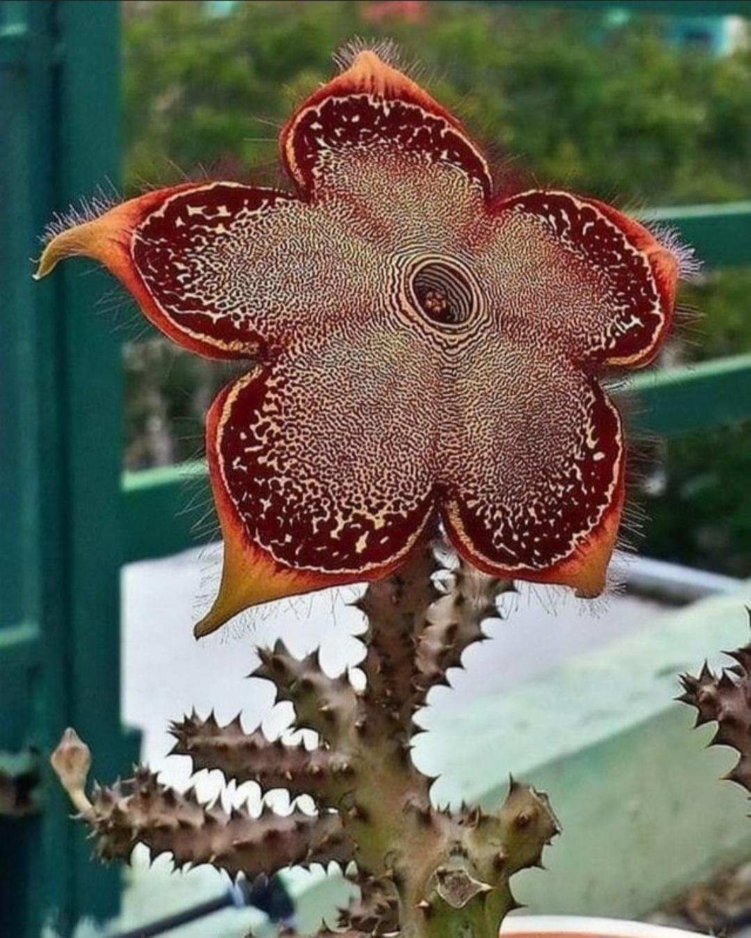 The persian carpet flower r/gardening