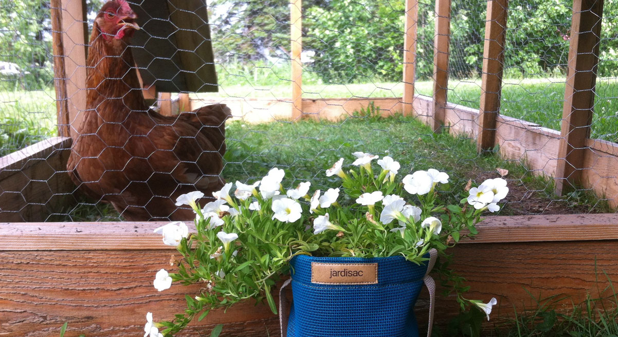 My chicken love gardening !!!! r/plants