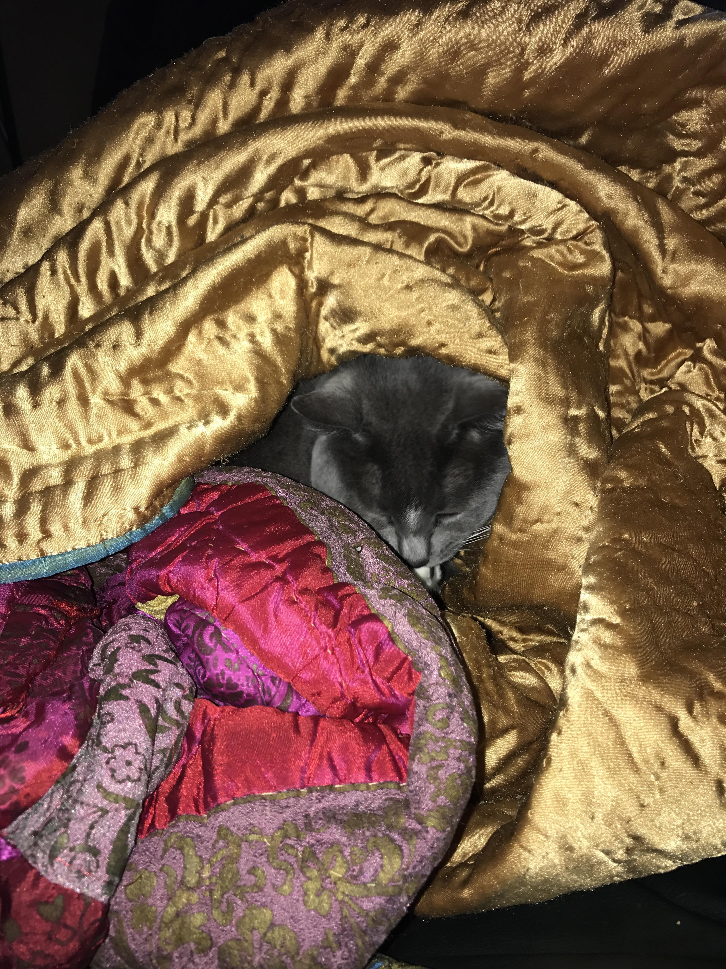 Amelia in her blanket cave r/tuckedinkitties