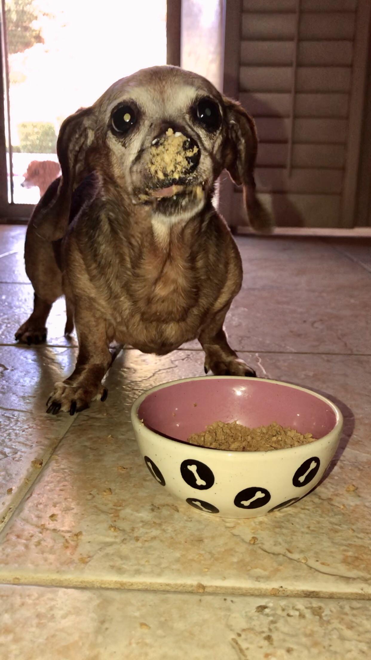 The face when you get caught stealing the other dogs food because