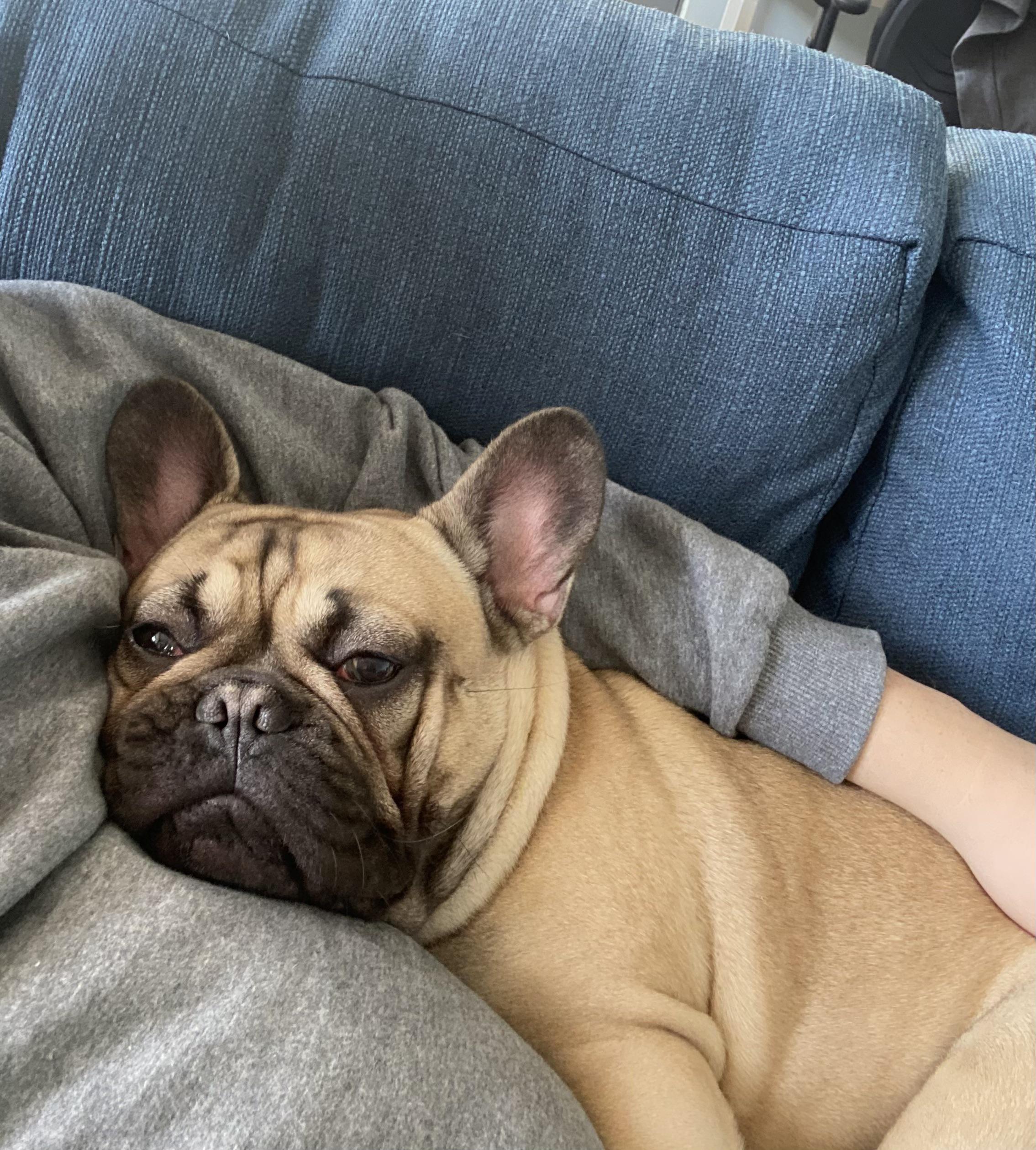 Do French Bulldogs Like To Cuddle? Golden Bailey Dogs