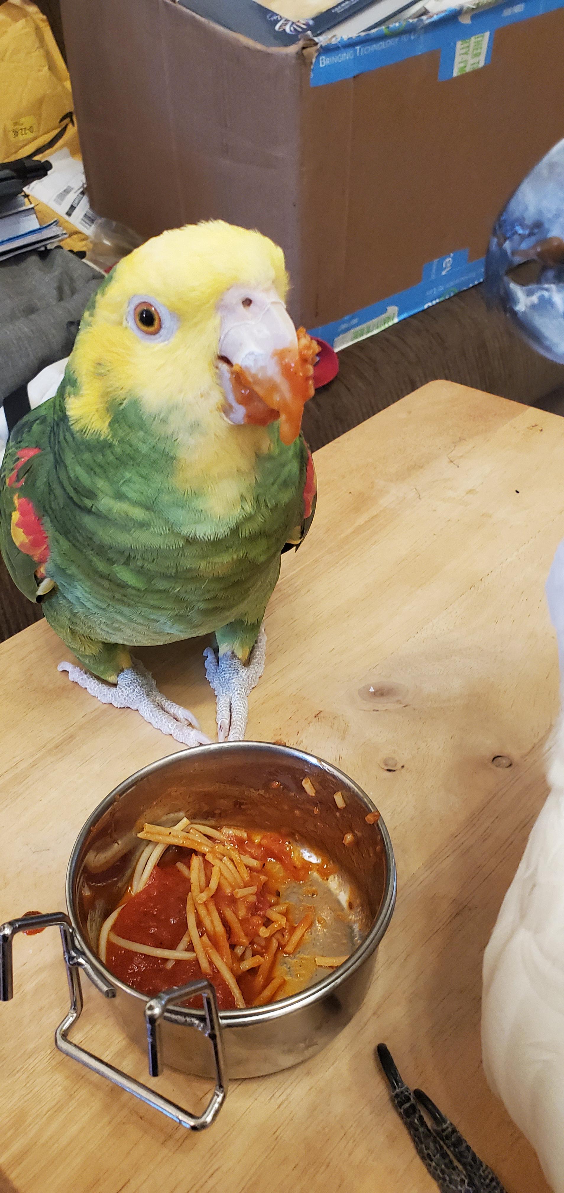 Coco loves his pasta! r/parrots