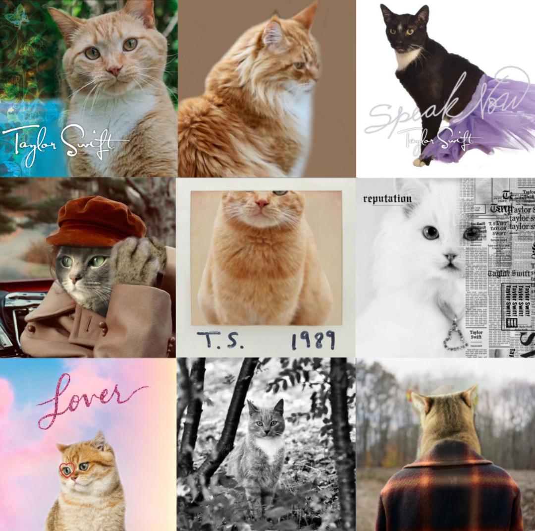 Taylor Swift albums as cats r/YouBelongWithMemes