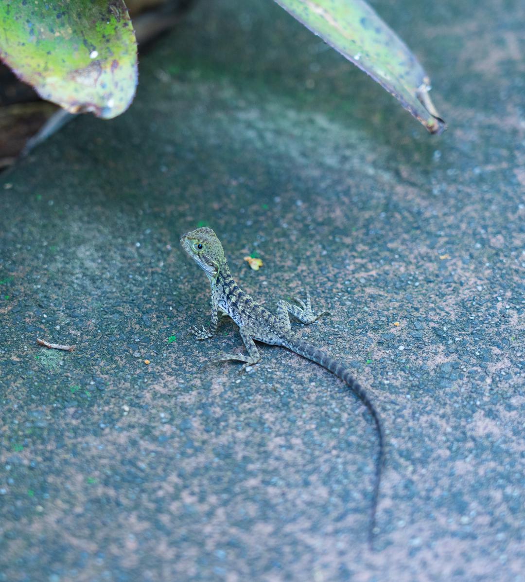 Perhaps the cutest of baby lizards? r/wildlifephotography