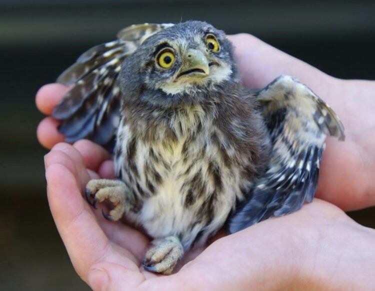 Scared baby owl r/aww
